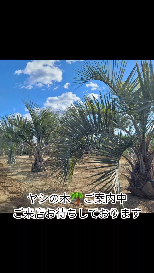 GWの予定、もう決まりましたか?🌴✨
都心から車で約90分🚗
非日常のリゾートを感じられる場所がここにあります✨
ハピネスガーデンでは
GWに向けて希少な『ナツメヤシ』をはじめ🌴
極上のヤシの木たちが続々と入荷中!
「お庭をリゾートに変えたい」
「他にはない、本物の1本を選びたい」
そんな方は、ぜひ本庄・神川の広い展示場へ遊びに来てください😊
一点一点表情の違う木や、大小さまざまな琉球石灰岩を、実際に見て、触れてお選びいただけます💪
【GW期間中のご案内】
場所:埼玉県神川町・本庄市
※ご来店予約や在庫状況は、当日はお電話、
DMにてお気軽にお問い合わせください📩
理想の庭づくり、ここから始めましょう!
@happiness_garden_in_honjyo
#ヤシの木
#ドライガーデン
#ココスヤシ
#gwのお