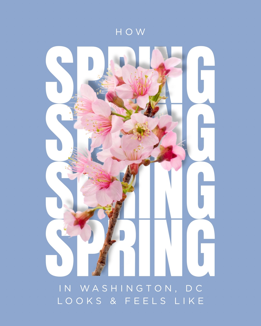 Spring in Washington, DC is something truly special 🌸
Cherry blossoms in full bloom, sunny strolls past iconic landmarks, and parks filled with families enjoying the fresh air – it’s the perfect time to experience the city at its most beautiful. From soft pink petals drifting through the air to vibrant neighbourhoods coming back to life, DC in spring feels like a breath of fresh energy.
Whether you’re exploring with friends, your partner, or the whole family – this is the season that makes you fall in love with the city all over again.
👇 Would you rather see the cherry blossoms at sunrise or sunset?
#springinDC #cherryblossomseason #travelinspiration