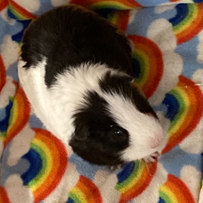 Words of wisdom with Alex:-Be more like the weather - it doesn’t change just because people don’t like it. #wordsofwisdomwednesday #wordsofwisdom #guineapigs