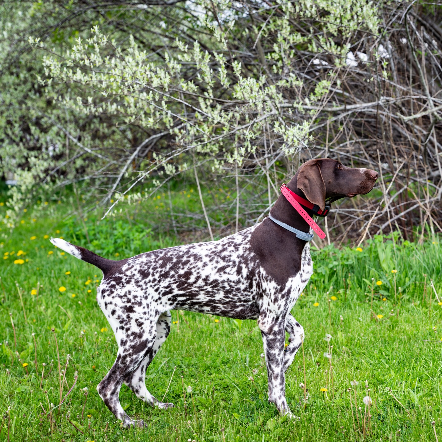 Gorgeous Indy 👌🏼 #legacyk #birddog #birddogoftheday #birddogofinstagram