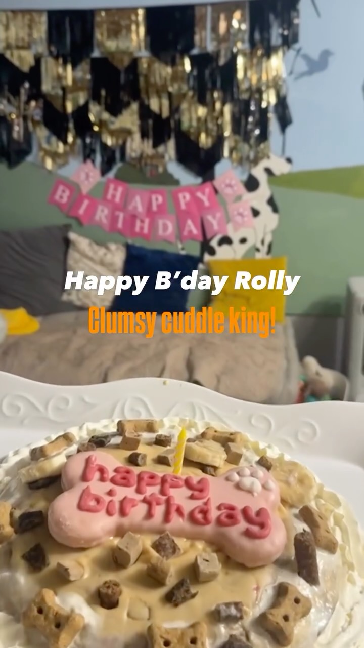 Rolly’s special day. Clumsy, cuddly and full of love, just the way we like him ❤️
#Birthday #happydog #bramptondogdaycare #DogsofInstagram #wigglewagdaycare