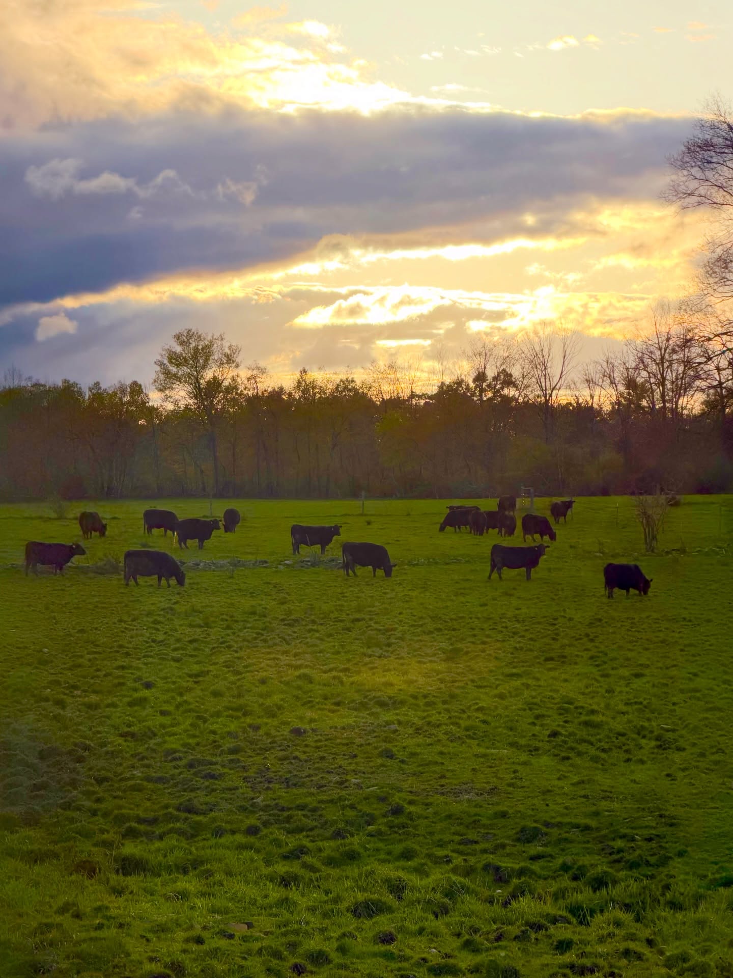 Happy gals on fresh pasture🌾
We moved our brood cows back onto pasture just before the calving season starts. They will enjoy our rotational grazing until November!🐮
#beefcows #pastureraised #familyfarm #upstateny #allnaturalbeef