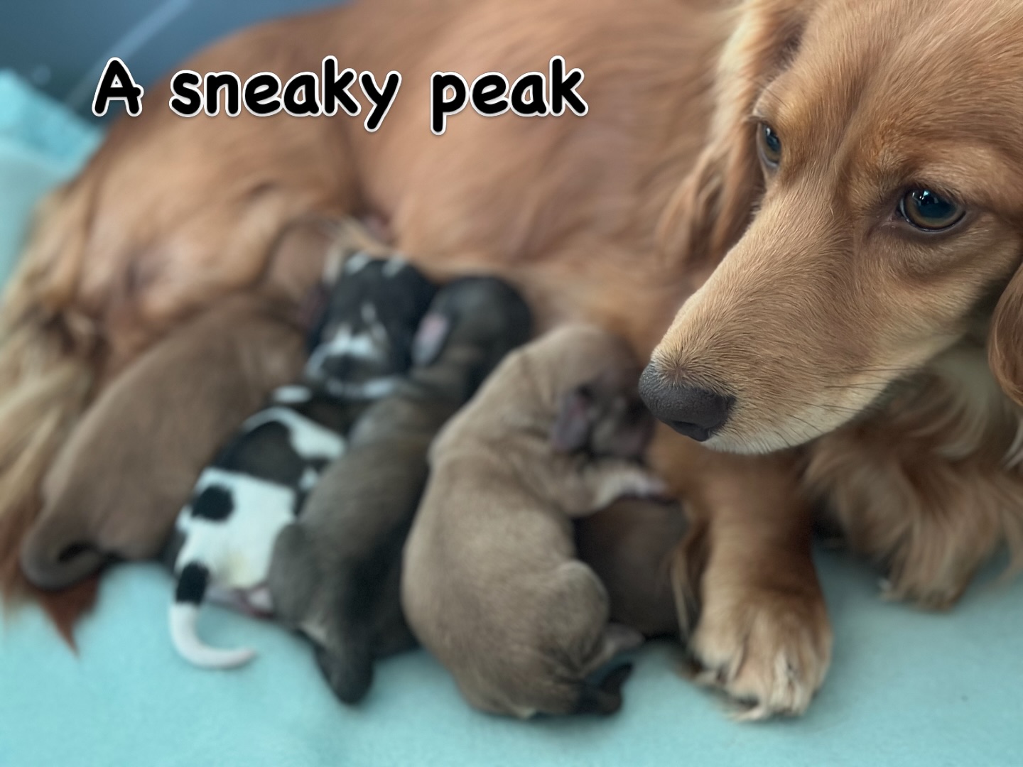Beautiful Rogue has had such a beautiful litter - she’s such a wonderful Mummy 🥰 #minidachshund #puppies #dachshund #creamdachshundsofinstagram