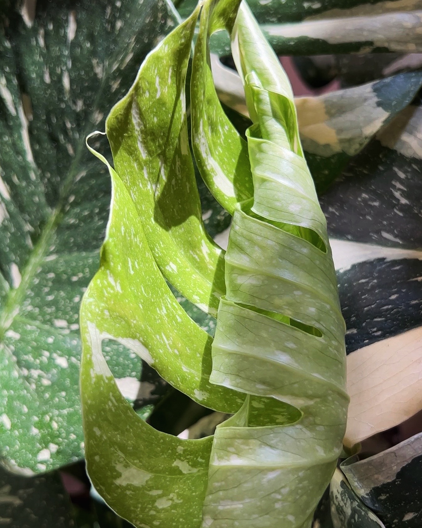 ☀️🌿
Nos plantes se prélassent au soleil en attendant l’été 💚
📍 Jēra, 51 avenue Jean Jaurès, Domont
👉🏼 www.jeraplantshop.com
#boutiquedeplantes #monsterathaiconstellation #plantesrares #plantslovers #monsteralovers