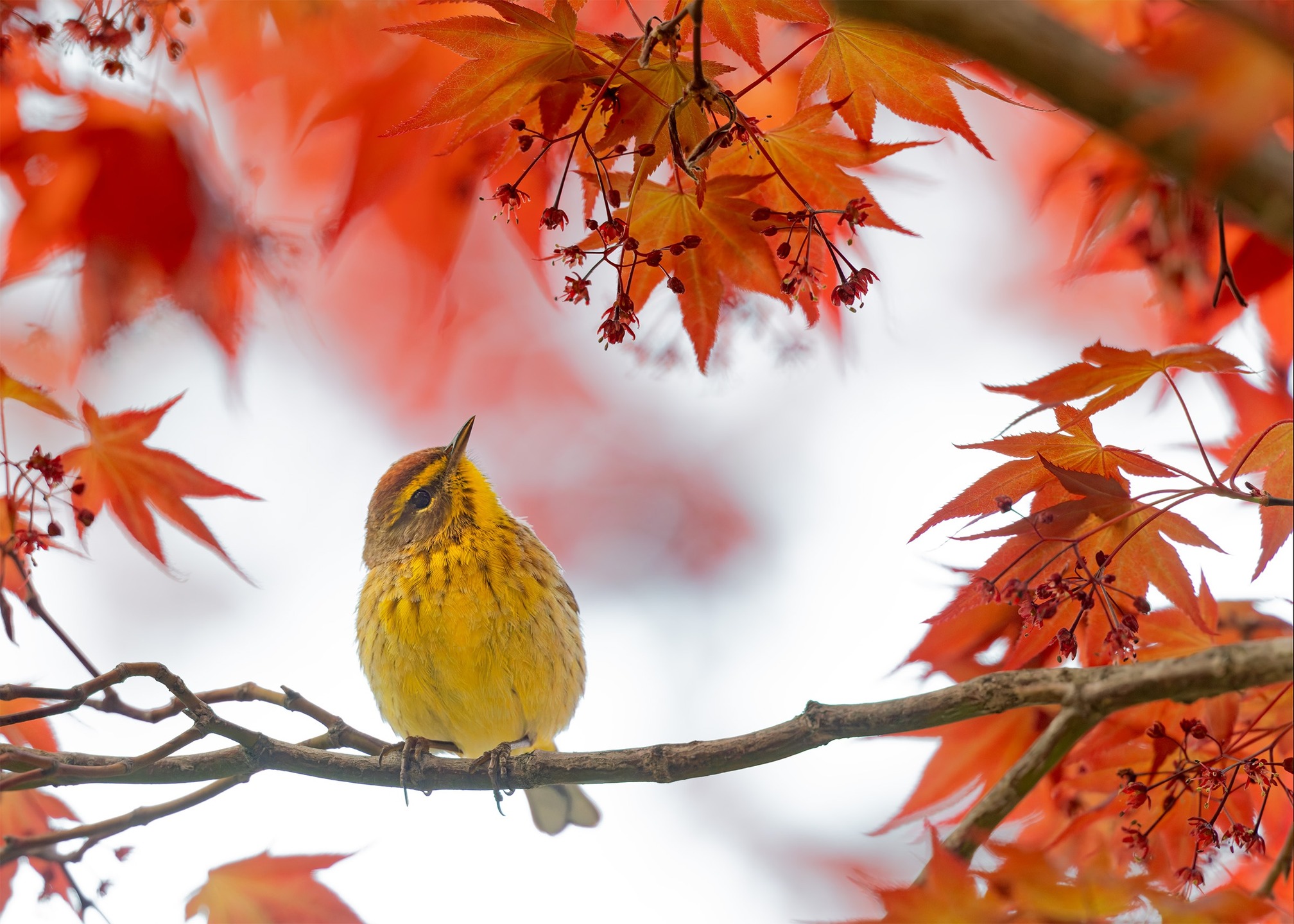 Palm Warbler in a Japanese Maple looking for snacks. π