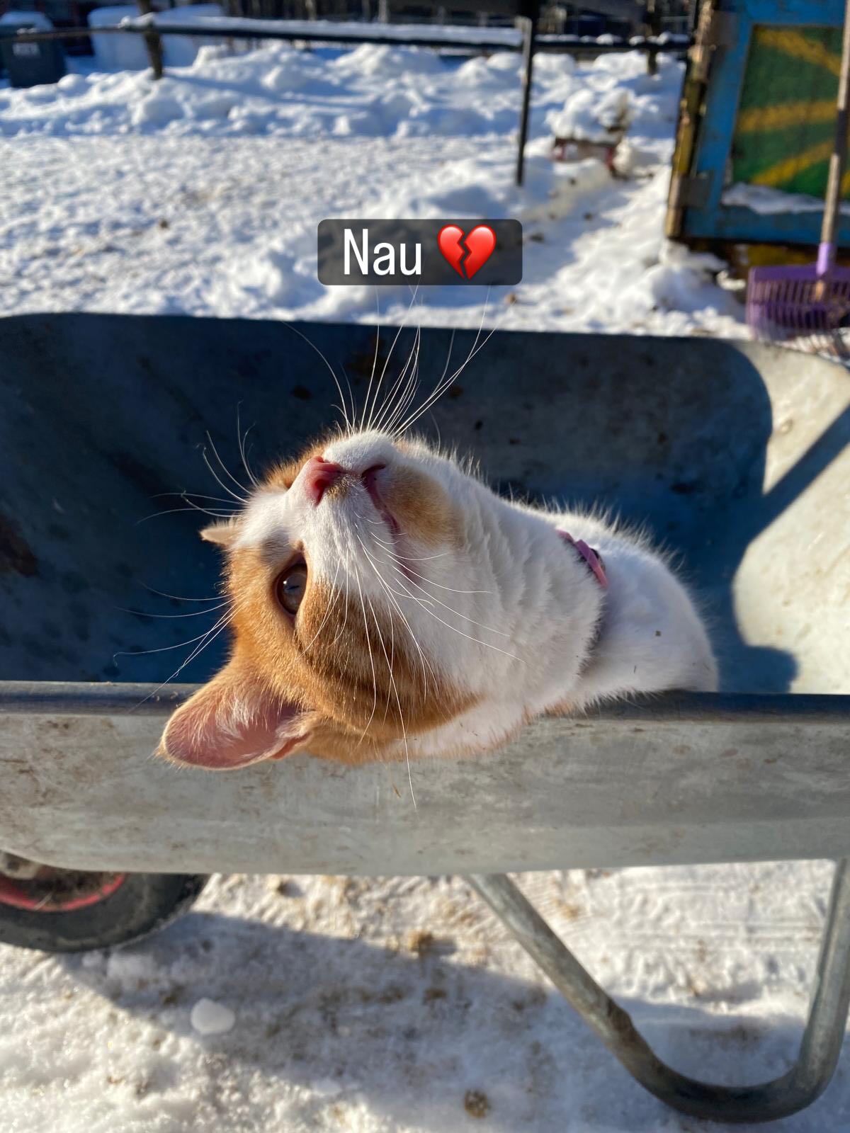 Nau, olit maailman paras kissa 💔
Saatiin tänään suru-uutinen naapurilta. Naapuri oli löytänyt Naun kurkku auki raadeltuna Forsbackan tien varresta. Luultavasti Nau joutui ilveksen kynsiin. 😭
Nau oli oikeasti maailman paras kissa. Se sulatti ei-kissaihmistenkin sydämet ja sillä riitti rakkautta kaikille. Nau lähti mukaan maastolenkeille ja kävi naapureilla kylässä saunomassa. Kaikki rakastivat Nauta ja Nau rakasti kaikkia.
Nau eli aivan liian lyhyen elämän, mutta se näytti siltä, että osasi ottaa lyhyestä elämästään kaiken irti.
Nau haudattiin tänään Podin viereen omenapuun alle.
Lepää rauhassa Nau ❤️
Meillä tulee ihan kauhea ikävä 💔