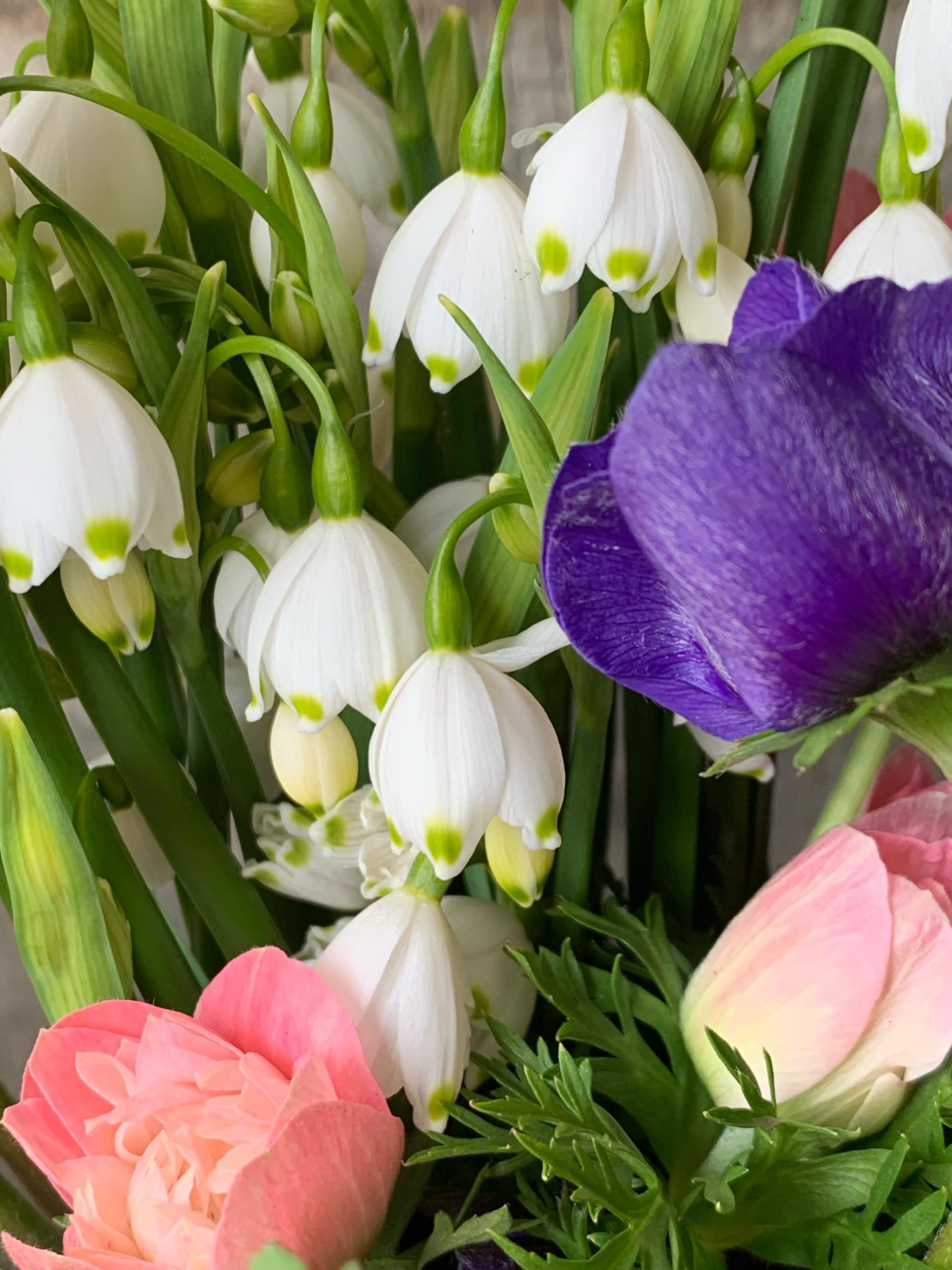 The farm stand is open today! Gorgeous long stemmed tulips harvested early for maximum life in your vase, gorgeous first of the harvest anemone and our favourite little white belled leucojum (snowflakes) are among the beautiful spring flowers available this weekend here at The Garden! Stop by for your own fresh harvested, grown-right-here blooms! This Friday -Sunday 10am to 6pm. Duck and chicken eggs are available too!
#thegardeninharrington #harringtonontario #flowerfarm #ontariooflowerfarm #haveyouseenaflowerfarmyet