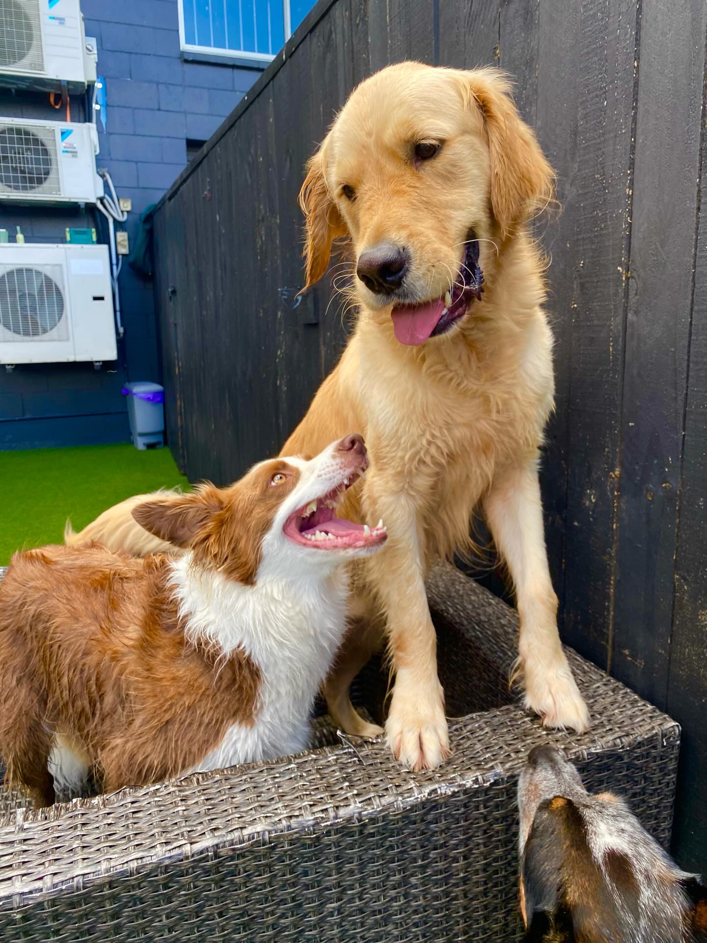 🥰🥰🐾🐾
