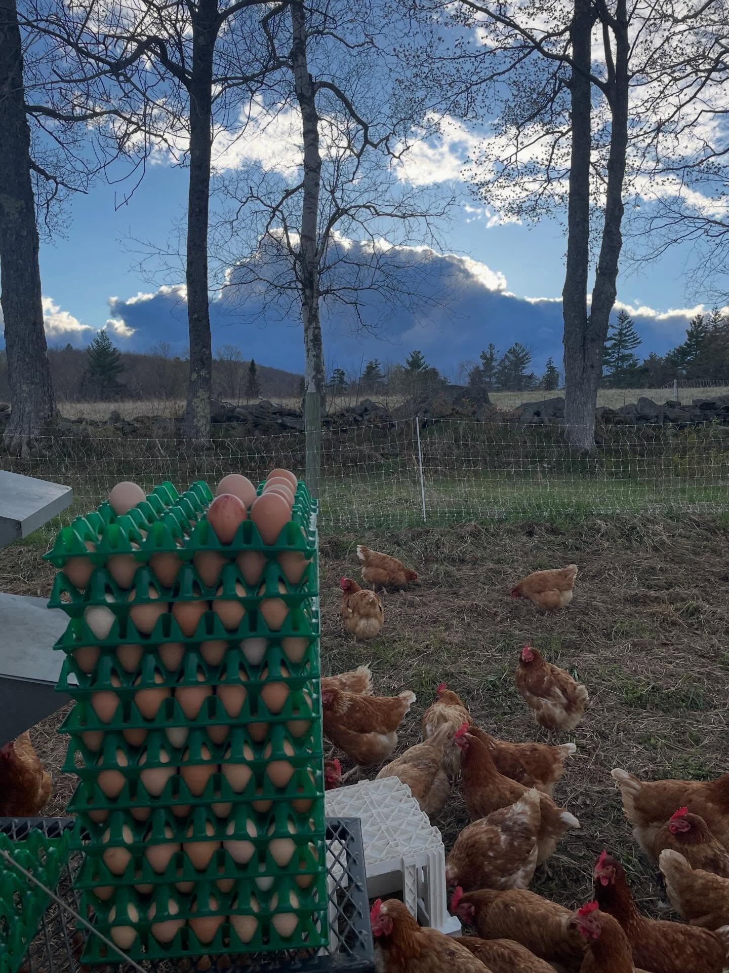 Our first season at our new place is off to a good start. Lots of shuffling going on right now as we get everything laid out and set up for the season on our various fields. We’ve had our old laying flock out for the past week and it’s been nice getting into the rhythm of things with them before things get really cranking. The first batch of broilers head out to the pasture tomorrow morning, then it’s a quick clean out and turn around in the brooder with the second batch arriving in the evening. In less than two weeks we welcome our new laying flock and crank it up even more!
But before they arrive, we are excited the @putneyfarmersmarket starts back up next Sunday on Mother’s Day. We are looking forward to seeing everyone at the summer market! Come say hi 👋