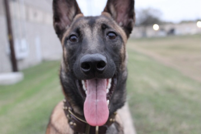 Josie turned 10 last week. This page, this business, my current life would not exist without this dog. She taught me more about dog training than any person ever did. I am sorry I didn’t know what I know now when we first met, but I am so grateful for everything you taught me.
#malinois #malinoisofinstagram
