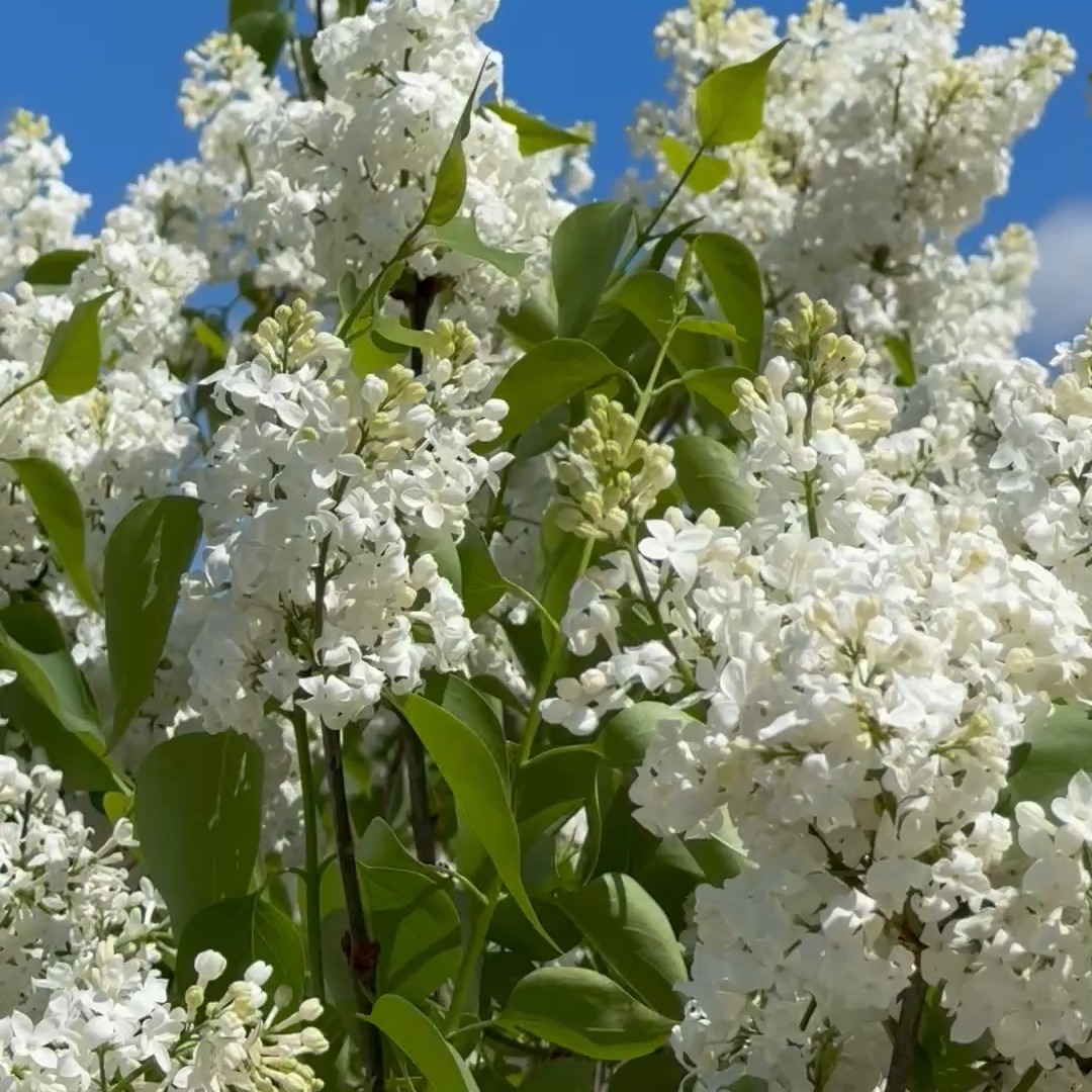 The Willowwood Foundation thanks our Lilac Party guests and contributors
for making our 26th party a success!
We celebrated on a gorgeous spring afternoon with clear blue skies amongst the divine scent of lilacs.
'The Ten' outdid themselves with a top notch performance!
See you next year :)
#lilacs
#gardenparty
#celebration