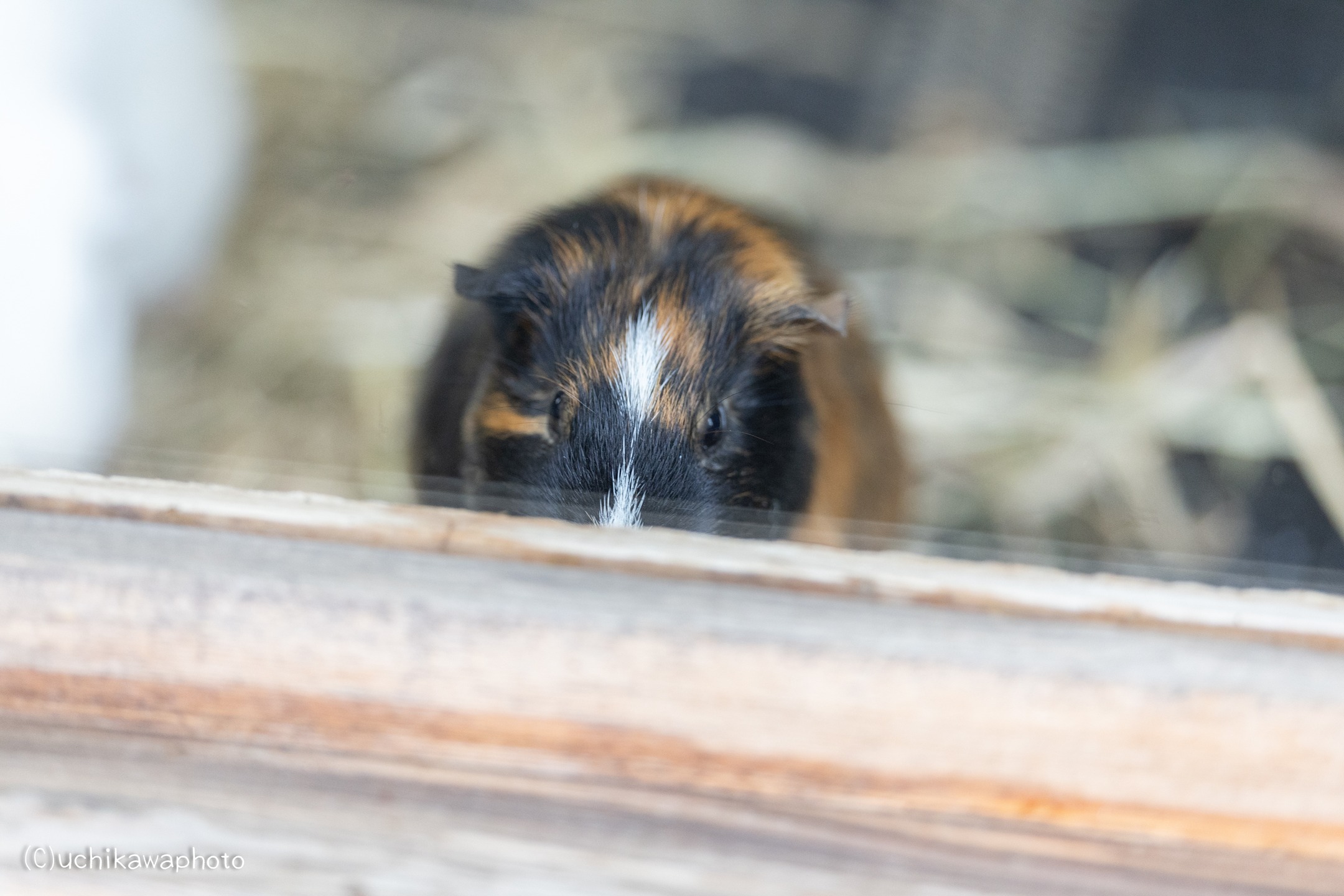 2026年5月3日撮影/生後4か月4日
#智光山公園こども動物園
#テンジクネズミ
#モルモット
#ちこテン
#ちこテンのサクラくんはいいぞ