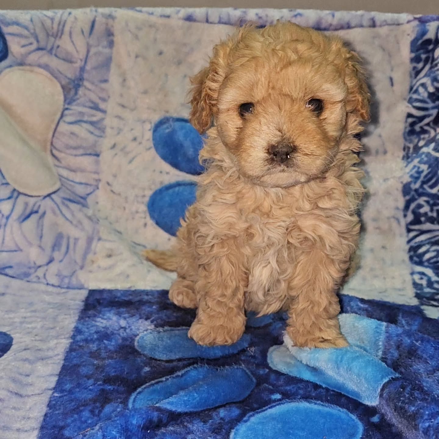 Cavachon female pup 2 SOLD
For more information please contact www.katashillviewkennels.com