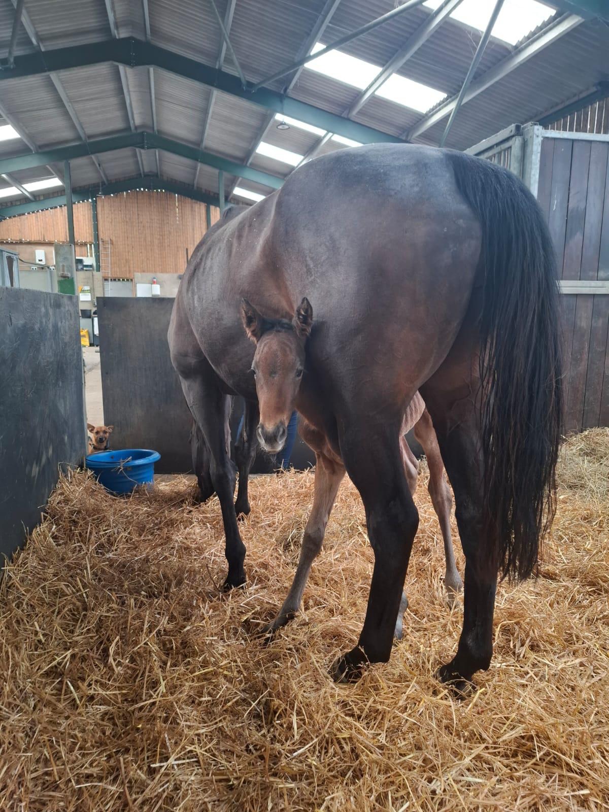Just a little update to say that both mum and foal are doing really well following the birth.
The foal has already picked up the stable nickname of “Poppy”, and she’s continuing to grow in confidence by the hour. As we move forward, we will allow racing names to be suggested by her owners, but for now we’re just delighted that both mum and foal are happy and healthy.
I’ve attached some more photos for you all to enjoy — it’s been lovely seeing the excitement from everyone involved in our very first foal syndicate.
We still have a very limited number of shares remaining for anyone wanting to get involved, with shares starting from just £29 via our website: www.craiglidsterracing.com