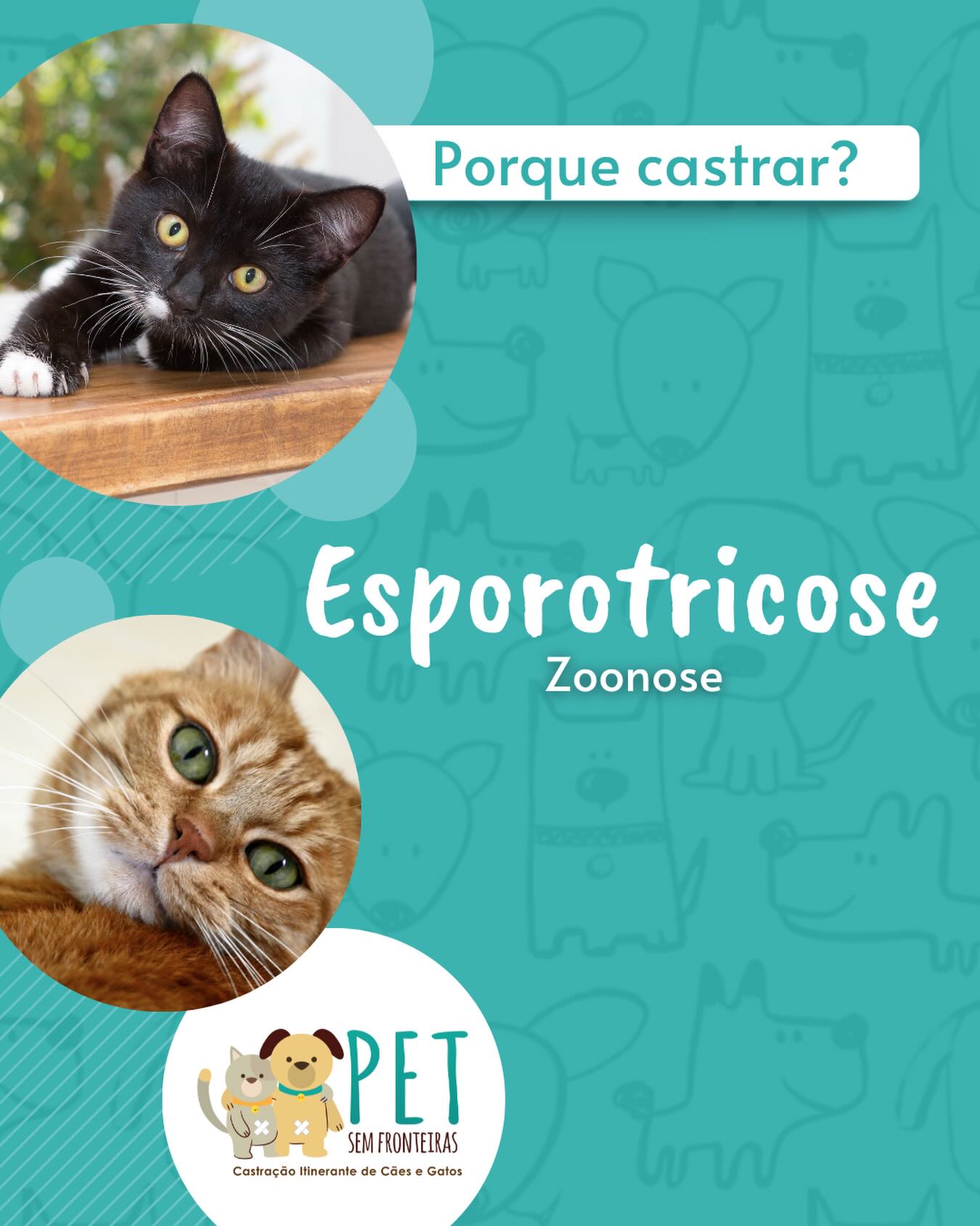 A esporotricose, também conhecida como doença da roseira, é causada por um fungo, chamado Sporothrix spp.
Pode acometer diversas espécies de animais, incluindo cães e gatos. Além disso, já foi descrita em equinos, bovinos, suínos, camelos e primatas. É também uma ZOONOSE, ou seja, pode ser transmitida de animais para humanos.
Os gatos são os mais suscetíveis à infecção, com evolução da doença de forma mais grave do que nas outras espécies, e podem disseminá-la para os seres humanos por razão da grande quantidade de Sporothrix spp. encontradas nas lesões destes animais e, principalmente, nas unhas e na cavidade oral. Em cães e equinos, é raramente encontrada.
O agente da doença, o próprio fungo, geralmente entra no organismo por meio de uma ferida na pele ou por pequenas lesões. Os principais locais onde são encontrados esse fungo são em plantas, nas cascas de árvores e espinhos, aproveitam estes locais para se proliferarem ao causar pequenos cortes nos bichanos que gostam de passear e brincar de arranhar árvores em jardins, assim facilitam a transmissão, que pode ocorrer também através do contato com objetos ou ambientes contaminados.
Como evitar
Animais doentes devem ser mantidos em isolamento e tratamento até a total cura clínica. Controlar o acesso do seu bichano a ambientes externos, visitar de forma regular seu veterinário ou ao notar algum sintoma suspeito com certeza farão a diferença.
Sintomas da esporotricose
Nos animais, a forma mais comum da doença se manifestar é a cutânea. Geralmente aparecem lesões na pele e também em outras regiões como mucosas, pulmões, ossos, articulações e sistema nervoso central. As lesões na pele, chamadas de cancro esporotricótico, surgem principalmente na região da cabeça e nas extremidades das patas. Geralmente são feridas de forma nodular e avermelhadas que não causam dor e nem coceira, mas que costumam ser graves, pois não saram com antibióticos, pomadas ou qualquer outro tratamento convencional.
A castração evita o alto número de animais nas ruas transmitindo essa e outras patologias
