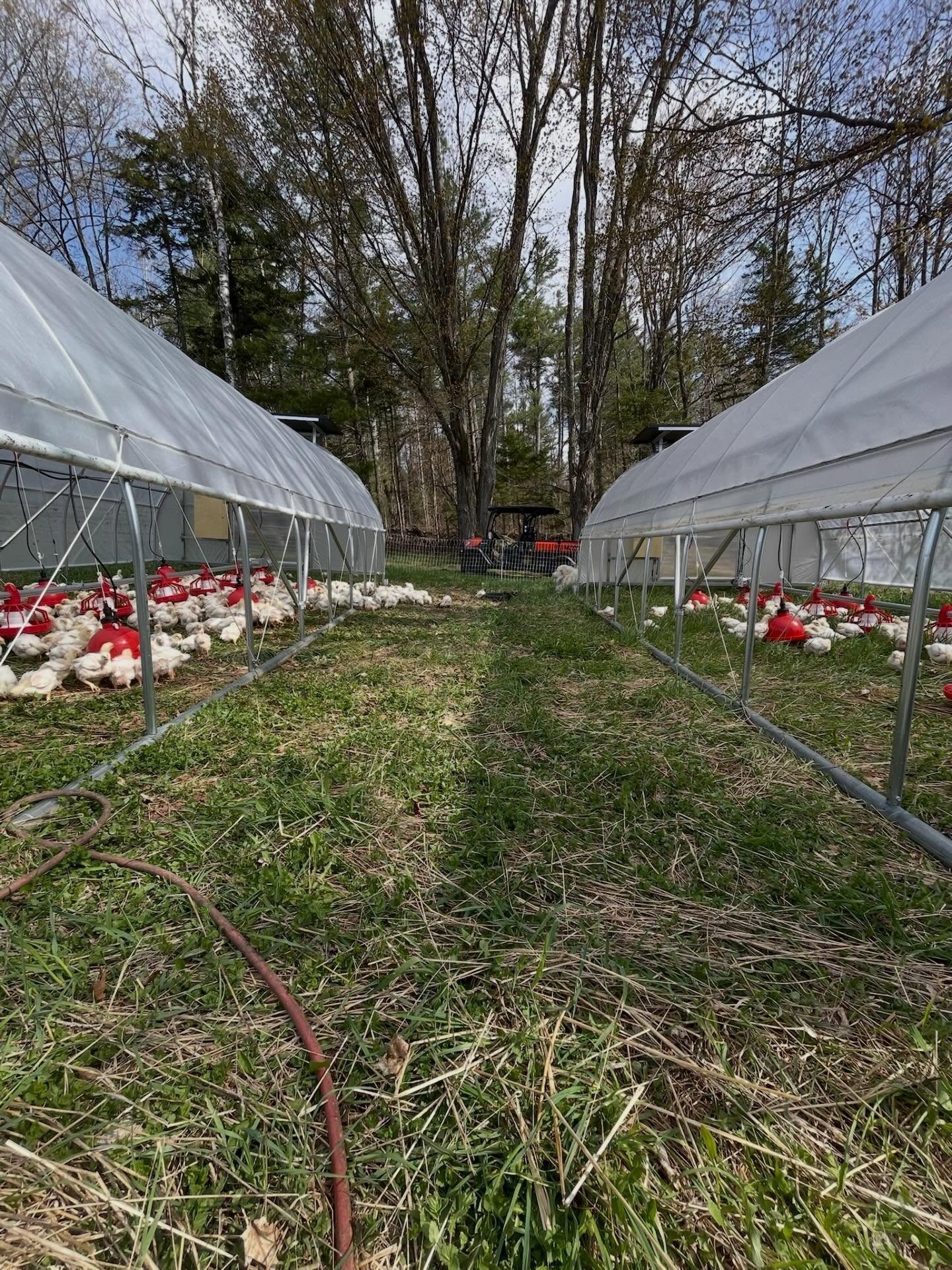 Batch #1 has officially made it out to pasture! This is our very first batch of broilers for our new property. It feels so great to get them outside for the season, and get to experience this new land together. We’ve decided to remove the sides of our mobile chicken houses this year to give our chickens even more room as they grow. We move these to fresh grass every day and we’re excited to see the effect our chickens will have on our pastures health and diversity.
These real organic chickens grow fast and will be ready for purchase the first week of June! You can get some of the best chicken around this summer at @putneyfarmersmarket @ludlowfarmersmarket @westriverfarmersmarket and Market on the Green in Woodstock.