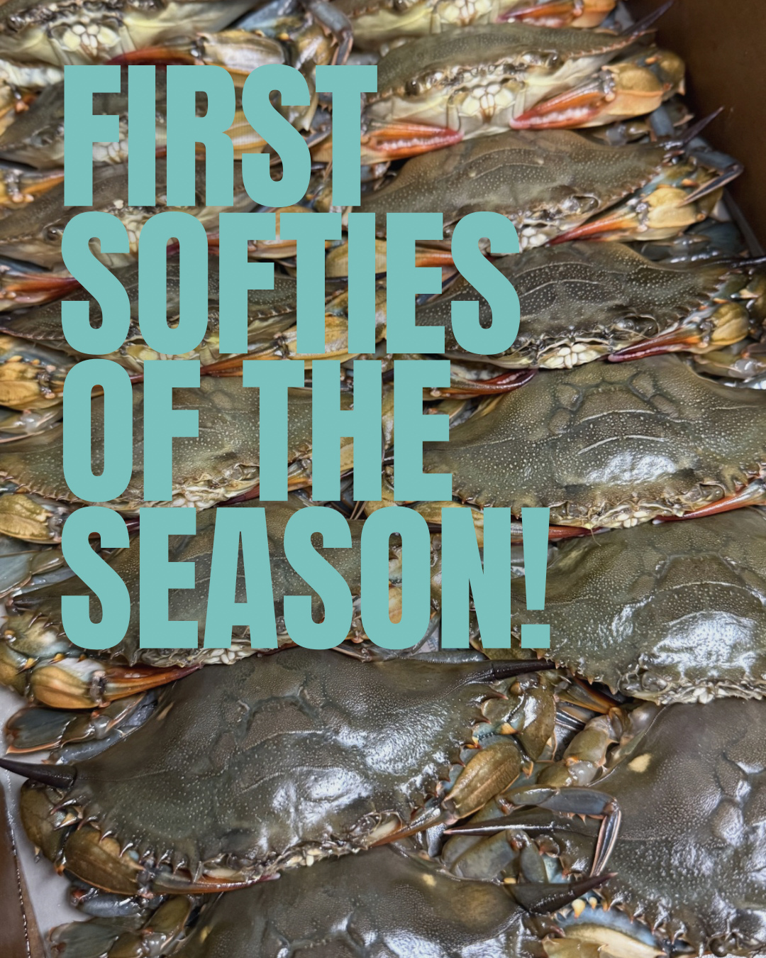 The first live softshells of the season are here! We have a limited amount available. Call to reserve yours for pick-up today. 302-539-6700 🦀