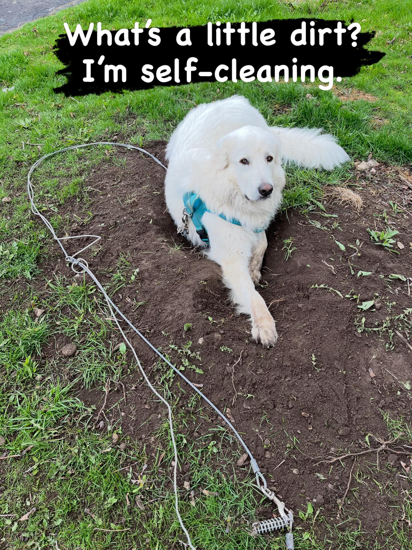 Moose & Max - best friends, annoying little brother, love you anyway! #thistlehousefarm #carefarm #greatpyr #dogs