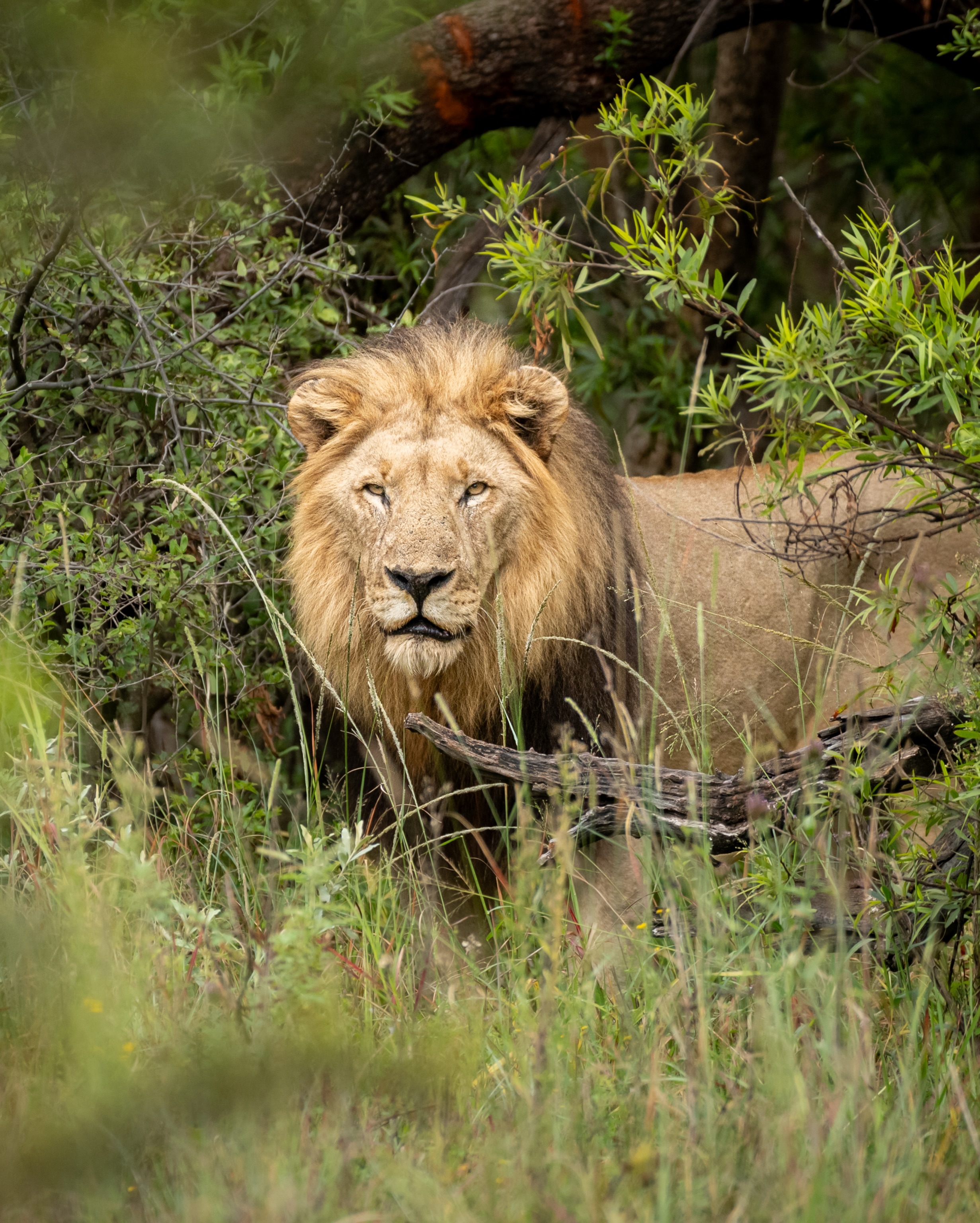 Special moments @shepherdstreegamelodge 🦁🍹
Such an amazing property with such incredible staff and wildlife. Can’t wait to get back 🤩
Lodge Photography | Lodge Videography | Safari Priductions