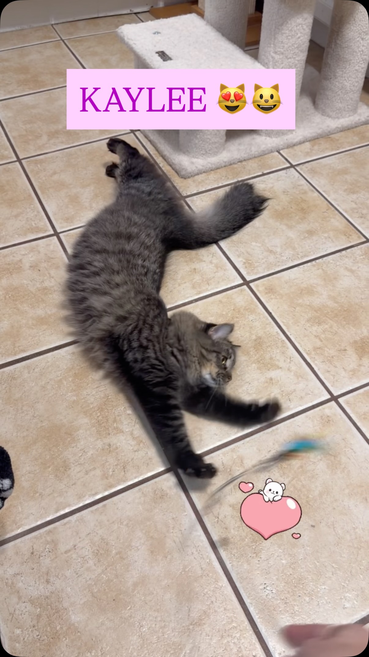 Kaylee enjoys playing and hanging out with all the kitties in our cottage. She would make a great friend if your current cat needs a buddy 😻😺
Send us an app to schedule a meet and greet at https://www.animals-in-distress.org/adoptions or email us with any questions: animalsindistressnj@gmail.com 💌 #animalsindistressnj #adoptablecats #cats #mercercountynj #adoptme
