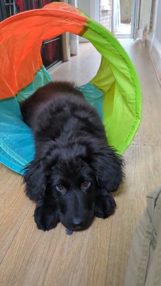 Cutie patootie