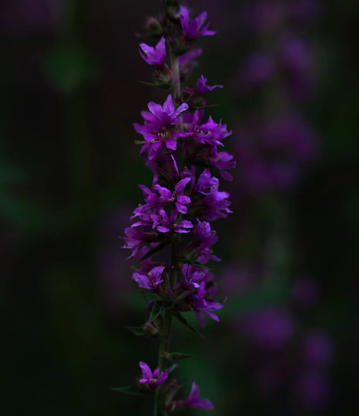 Purple Loosestrife. π±π
Makes for a gloriously moody photo, but invasive as all hell. π¬ And oh boy, was there ever a lot of it. At least the bees were happy? π
(2025-08-11)
#rideaucanal #moody #purpleloosestrife #canoetrip #ontarioforyou