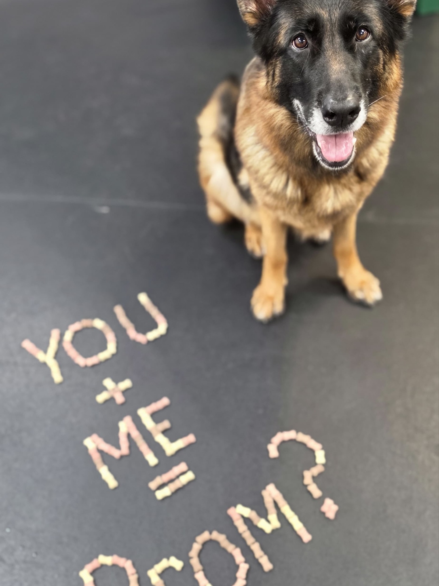 You + Me = PROM?
Bring your pup for daycare or boarding May 11-14 and get a free Prom picture! Dress to impress! Prom King & Queen will be crowned!
*only at Arlington Location