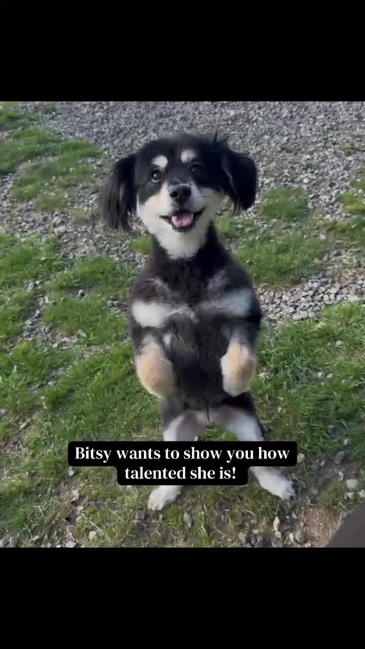 Learn more about this cutie at www.pawsafe.org