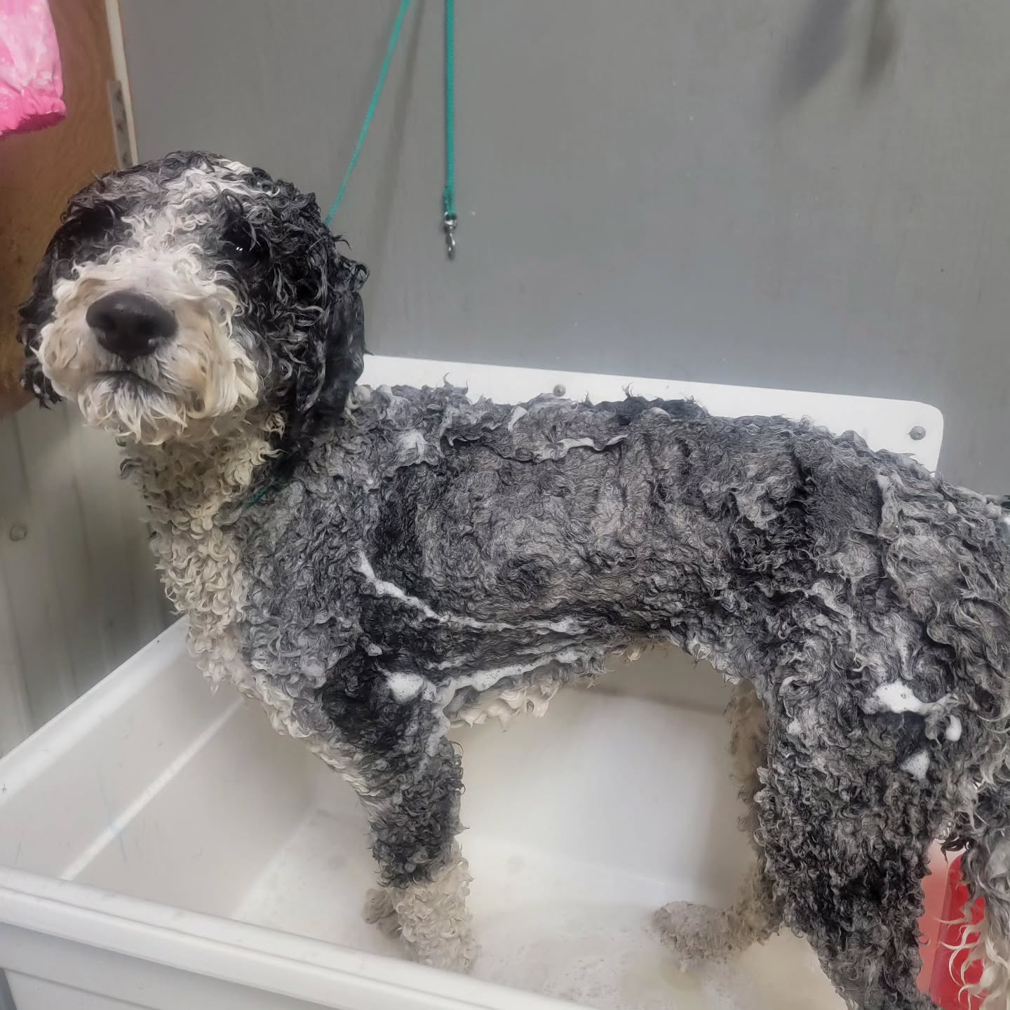 Bathtime for Miss Maisie!
