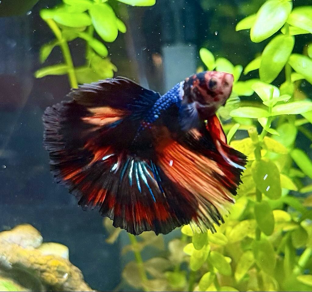 Karl loves his food, rules the roost, and those fins sure are intimidating. Good job, Karl. 🐠
#atx #cedarpark #leander #petsitter #betta