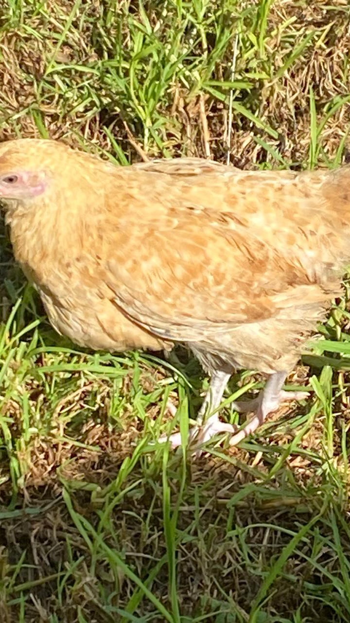 Introducing our chickens has brought such joy and excitement to the children🐓Beyond the delight, it offers a beautiful opportunity for real life learning.🐔Our children have been absolutely captivated, approaching each moment with curiosity, care and pure delight 💚#montessoripreschool #naturebasedlearning #education #educator #children