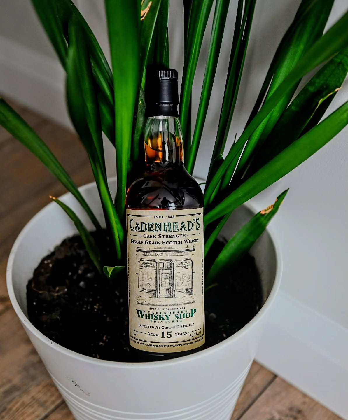 So a single grain, an independent bottler, and a red wine cask that once held peated @springbank1828 aka Longrow walked into a bar....
This super cool 15 year old Girvan single grain was initially matured in an ex-bourbon barrels before being finished for six years in a Cabernet Franc wine cask that had held the Longrow previously. It was then bottled in 2024 at a resounding 60.1% abv
Look at the colour of this whisky!
I am looking forward to cracking this bottle at an upcoming friends gathering and sharing it with everyone.
.
.
.
.
.
#whisky #springbank #cadenhead #girvan #wine