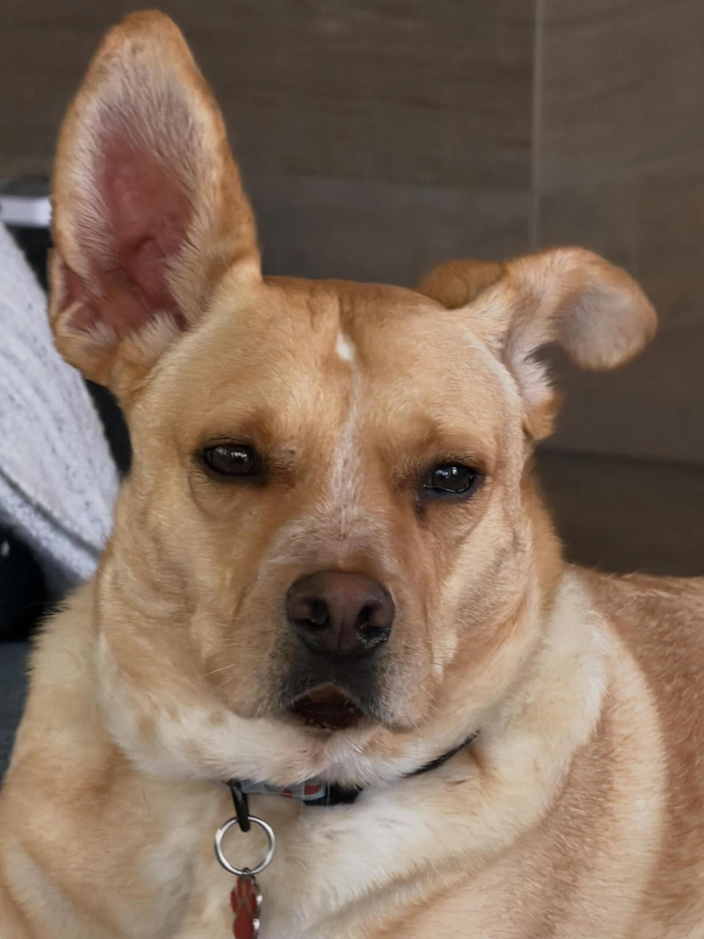 Scooby understood the assignment for picture day. πΈπΎ
Those eyes locked on the camera, one perfectly dramatic ear, and a face that says, βSoβ¦ when are you taking me home?β
Scooby is a 3 yr old, 45 lb sweet, Carolina mix who is attentive and ready for a forever family of his own. Heβs the kind of dog who looks right at you like he already knows you β and maybe already loves you a little too. Now he just needs someone to see what a special guy he is and make him part of the family.β€οΈ
β‘οΈ Please SHARE THIS to help us find our special Scooby a loving home.
To schedule a meet and greet with Scooby, please go to: www.almarescue.org
#adoptscooby #adoptdontshop #adoptoceanside #foreverhomewanted #almarescue