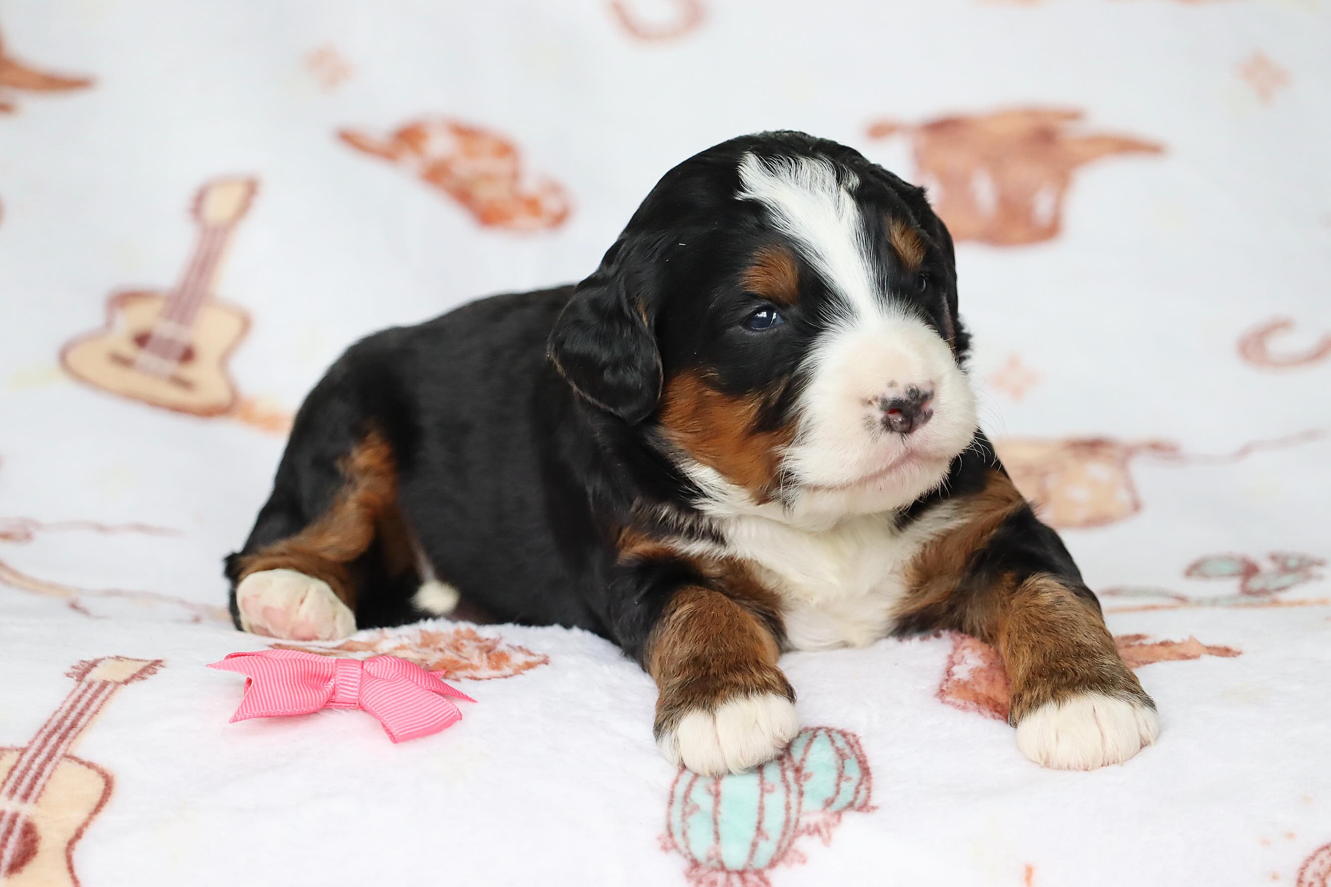 Jane and Leo’s Standard bernedoodles #LKBernedoodles