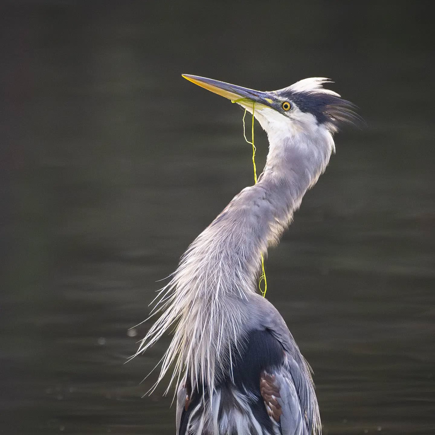 "Mmm....seaweed salad"
Great Blue Heron, Stanley Park, Vancouver, Canada
@aneyefordetails
#bird #birds #birdphotography #birdsofinstagram #nikon