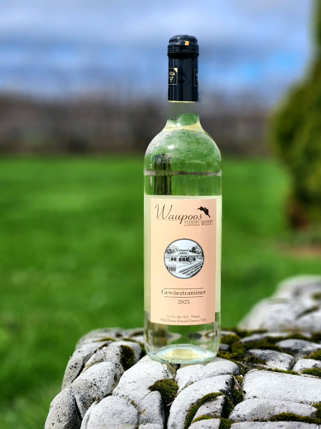 New Release ✨️ Gewürztraminer 2025
Bursting with fragrant notes of rose water and rose petal, this vintage is beautifully lifted by lychee, ripe pear, and a touch of citrus zest. A hint of ginger adds brightness, leading to a fresh, floral finish on the palate.
Now available for tastings in the boutique.