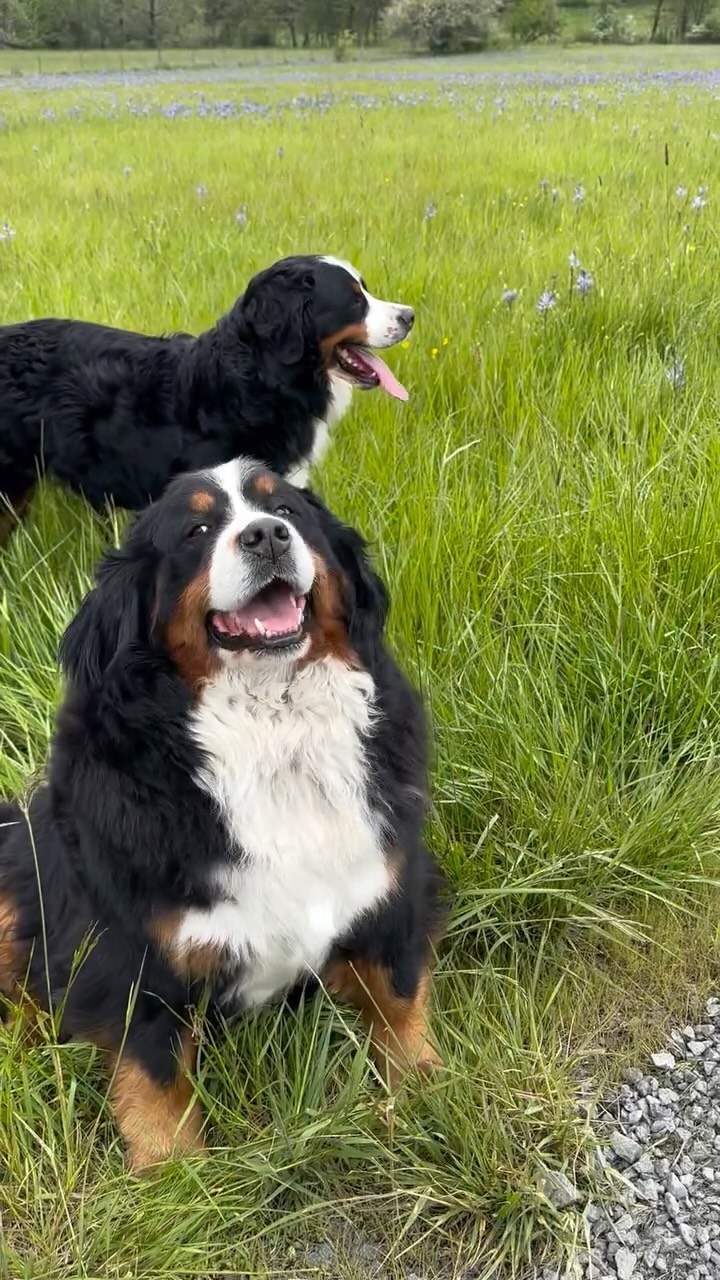 #LKBernese #LKRanch