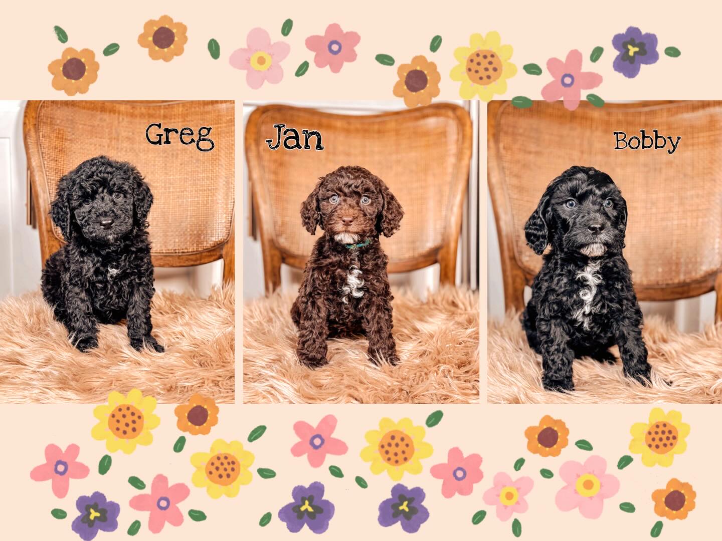 Warning: these Brady Bunch babies may cause sudden āwe need a puppyā conversations š¤
āļø Teddy bear curls
āļø Chunky little bodies
āļø Sweet as southern tea personalities
āļø Ready to make themselves right at home
Greg, Jan & Bobby are officially interviewing forever families š¾š¤
#southernmeadowsdoodles #australianlabradoodlepuppies #betterbreedbydesign #puppylove