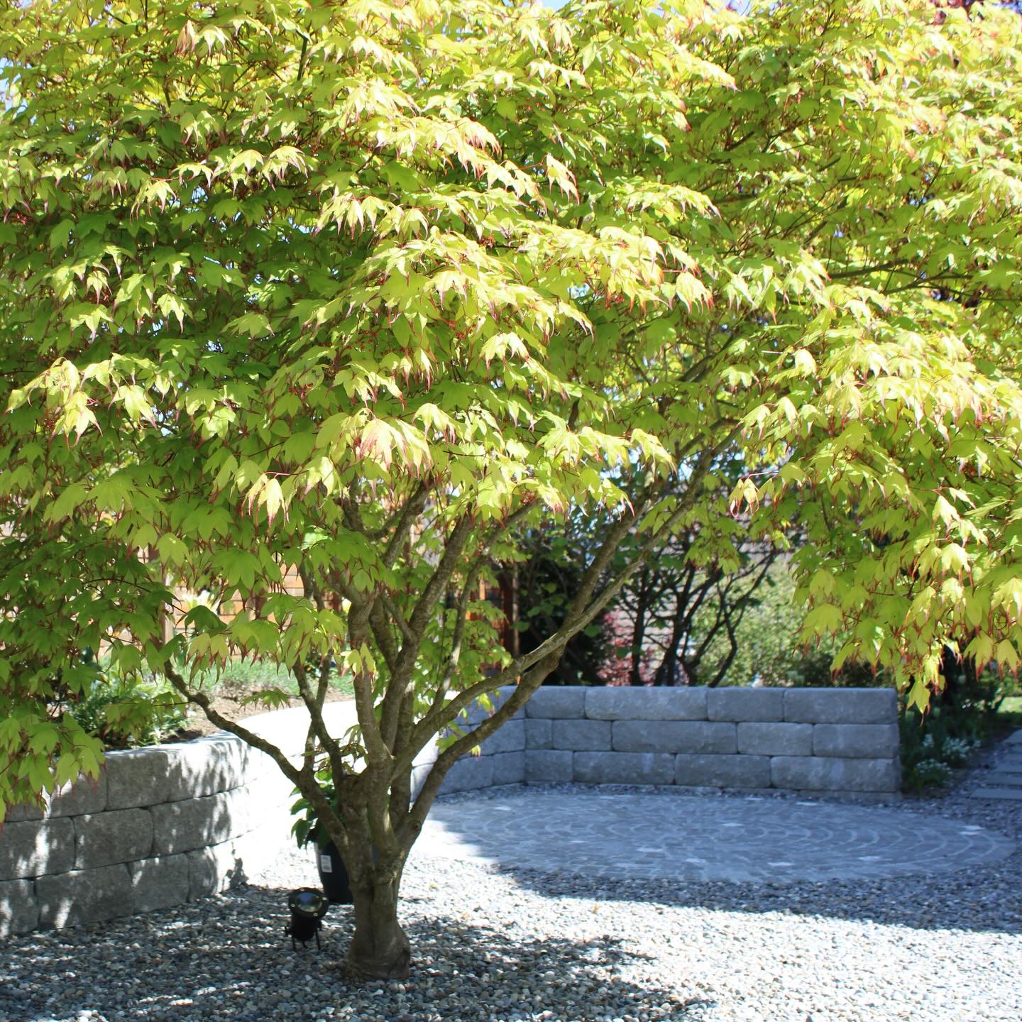 🌿 Frühlingsstimmung im Tollegärten-Garten 🌿
Zartes Grün, frische Blüten und das sanfte Spiel von Licht und Schatten, genau so fühlt sich der Frühling im Garten an. 🌱✨
Ob zwischen blühenden Stauden oder unter dem schützenden Blätterdach eines formschönen Ahorns. Ein gut geplanter Garten schafft zu jeder Jahreszeit besondere Momente zum Durchatmen und Genießen.
Unsere Gärten verbinden natürliche Leichtigkeit mit klarer Struktur, für einen Ort, der Ruhe schenkt und gleichzeitig lebendig macht.
💚 Lust auf deinen eigenen tollen Garten?
Wir gestalten individuelle Gartenräume mit Charakter.
#Tollegärten #Gartendesign #Frühlingsgarten #Gartenliebe #Naturgenießen Gartenideen Grünraum Wohlfühlort