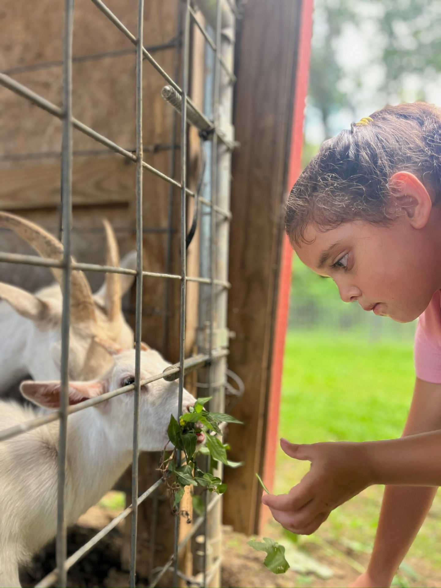 🌱🐐🤸♂️ Farm Camp at Donnell Century Farms is coming up! Learn, work, connect, and play at our unique summer camp experience for ages 5-12. Visit our website for more details and to reserve a spot!
📆 June 1-5 / June 15-19
☀️ Full and half day options
🧑🌾 "This is the Donnell's FAVORITE event all year! Sign up for it to become your family's favorite, too!" - Farmer Andrew