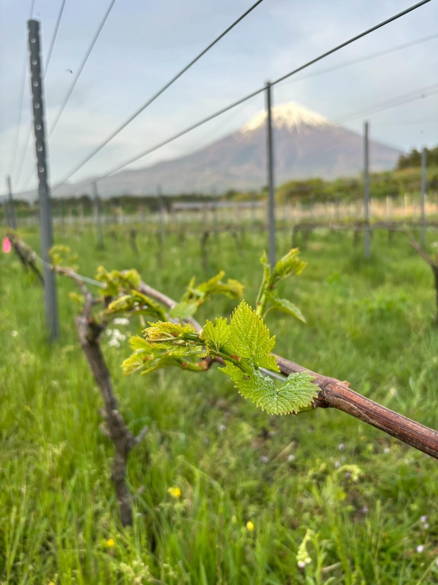 Welcome to the 2026 season — here’s to new beginnings, great wines, and unforgettable moments ahead. 🍷✨
2026シーズンへようこそ。新しい始まりと素晴らしいワイン、そして心に残るひとときをこれからも。🍇✨