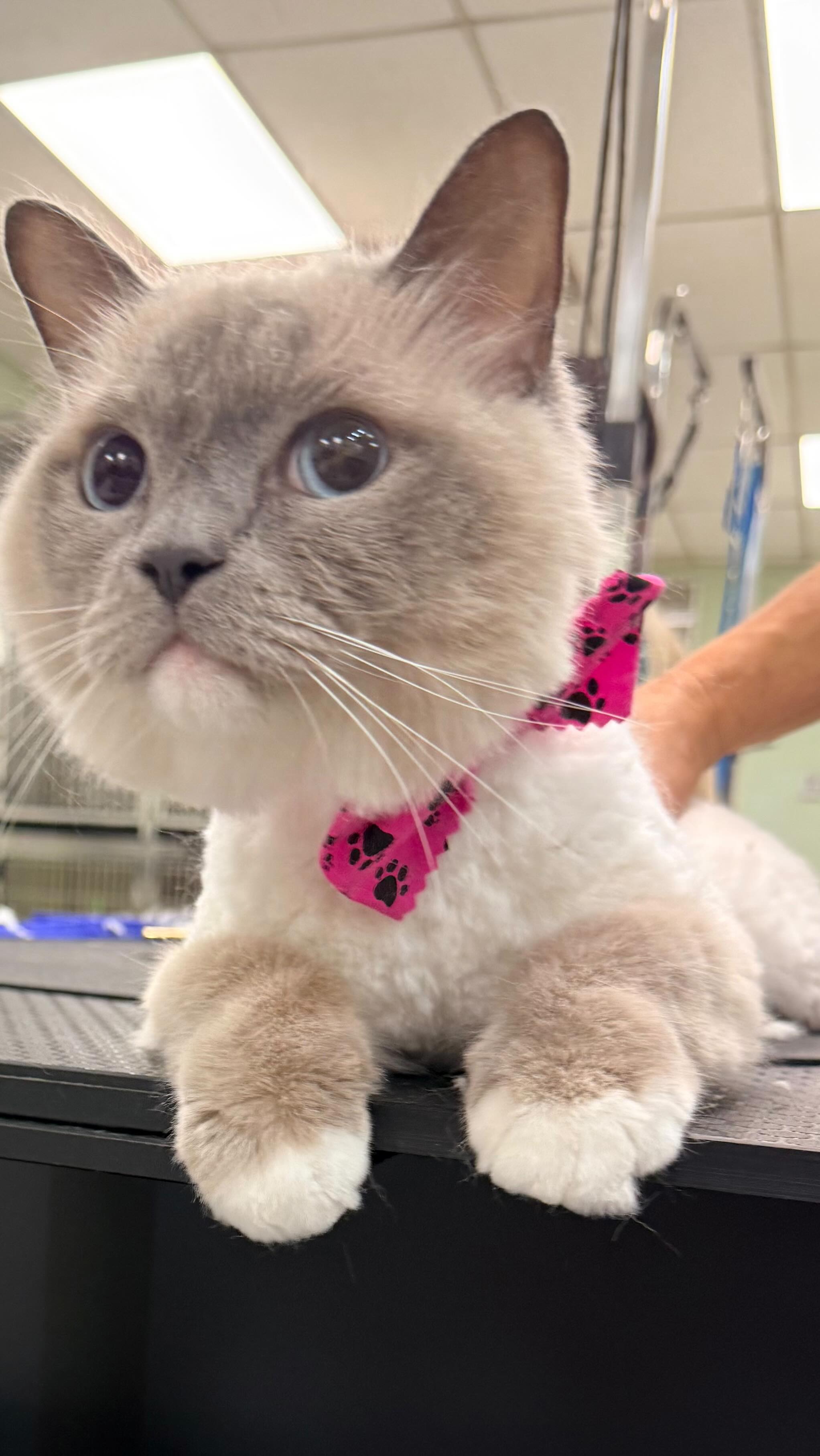 Did you know we also offer Cat Grooming 😻 Our cat expert has over 30 years experience with the feline species. Call to schedule 📲