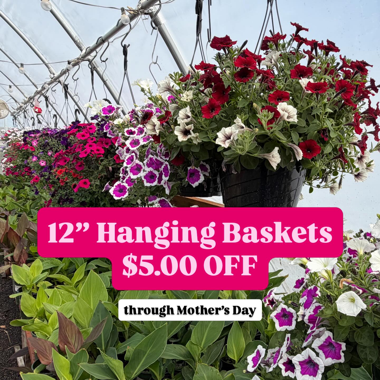 ✨SPECIAL✨ Our 12” Hanging Baskets are on sale now through Mother’s Day! 🌸 Come by for the best selection of the season and brighten mom’s patio with a basket of color! 💕