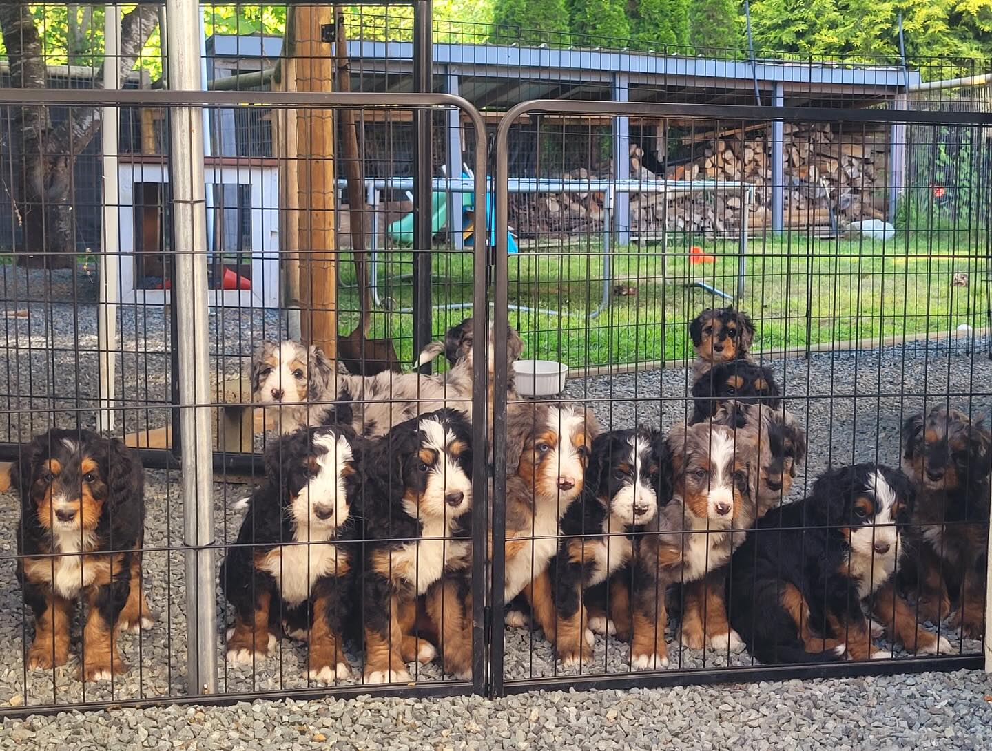 Wow, obsessed 🤩 is all I can say for these littles! Lavender and Rooster really outdid themselves with our sweet and gorgeous coffee crew!
#ultrabernedoodle, #bernedoodle, #perfection
