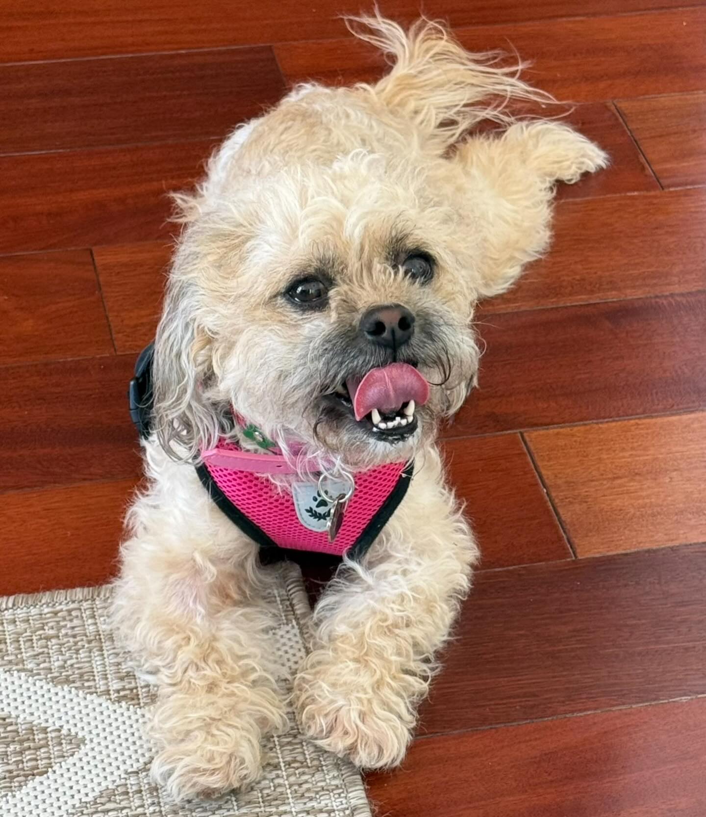 UPDATE: ADOPTED! π
Our sweet maltipoo Nova, 5 years old, was just returned to us because her new mama had a severe medical crisis & surgery & can no longer keep her.
Nova weighs 12 lbs and is great with other dogs. She's very well socialized & is a happy girl. She'll do best in a home where her person can spend a lot of time with her.
Please fill out the Meet n Greet application on our website: www.almarescue.org to meet her.