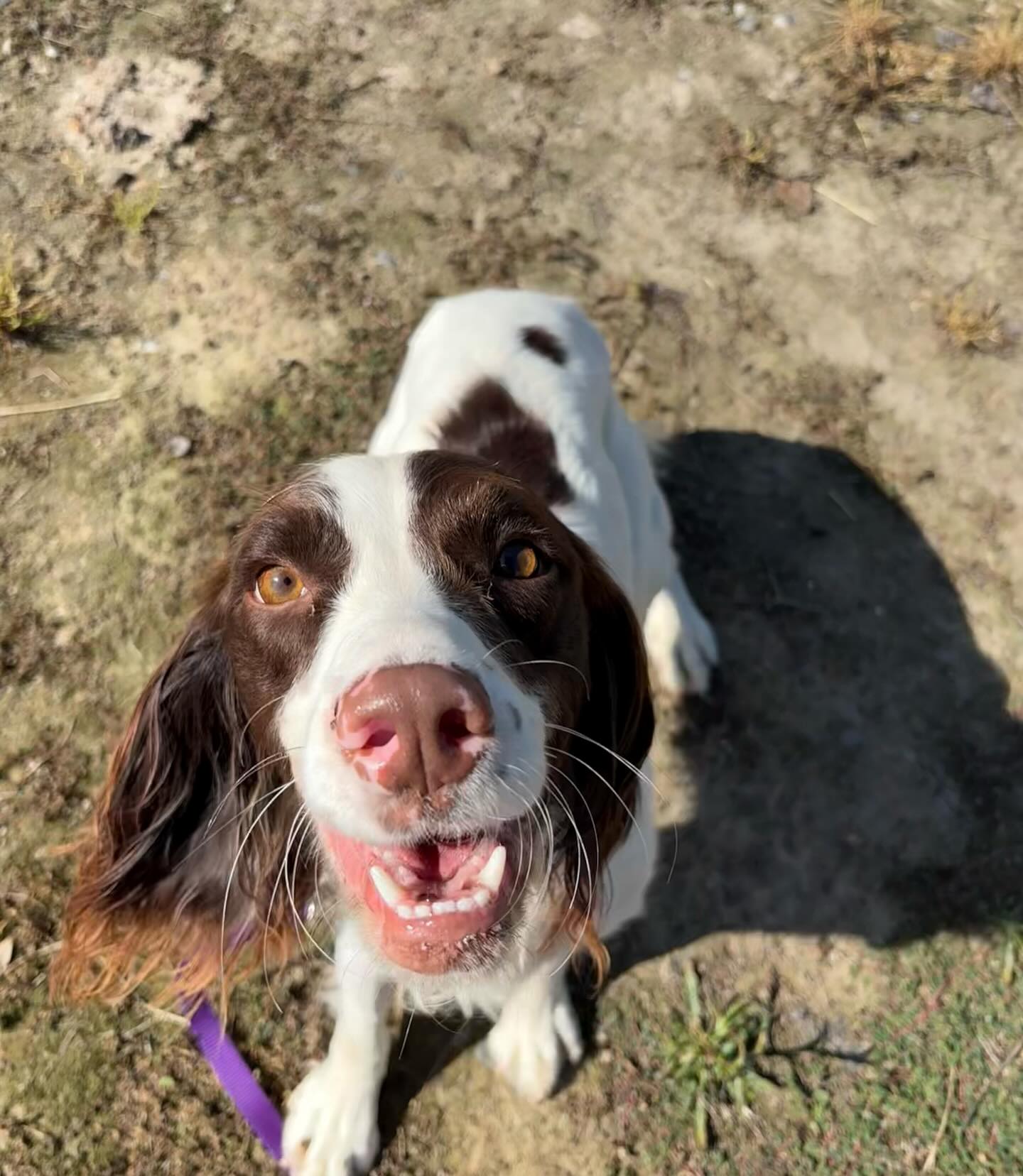 🐾 We need your help naming our next Mussel Dog!
We’re adding a new pup to the team and want YOUR ideas. She is a female, 2 year old English Springer Spaniel.
🐾 Rules:
- Water-themed (freshwater preferred)
- 1–2 syllables
🐾 Need inspiration? Some of our crew include: Dory, Barnacle, Minnow, Moomba, Marco Polo, Pearl, Angler, Bay, Captain Morgan. Check out the rest of our pack on our website, www.musseldogs.info
🐾 Drop your best ideas below.
This is just round 1. We’ll take the top submissions and then launch voting rounds until a winner emerges — so keep checking back and stay in the game!
🐾 You have 24 hours to suggest names, your time starts NOW!
🐾 Everyone that had suggested the final name will be entered into a raffle to win a Mussel Dogs t-shirt (US only).