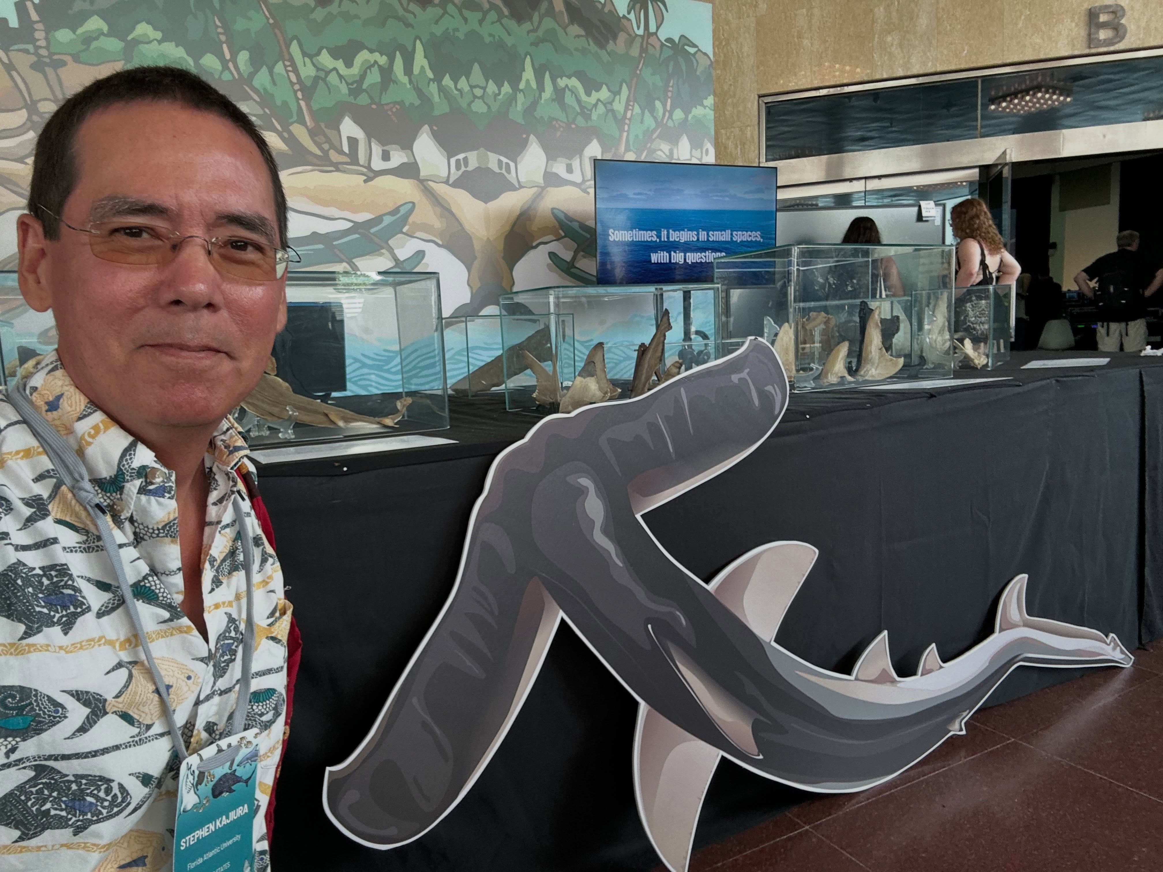 One of the featured local species @sharks.international is the #winghead. This is the #hammerhead #species with the largest head. It is so different from the other hammerheads that it has its own genus, Eusphyra. This is my personal holy grail #shark. I want to examine its swimming kinematics, electroreception, visual fields, and olfactory sensitivity. This species eluded me on 2 @nsfgov funded trips to @ntaustralia. With new contacts made at this #conference maybe there will be another chance to work on this bizarre shark. @fauscience