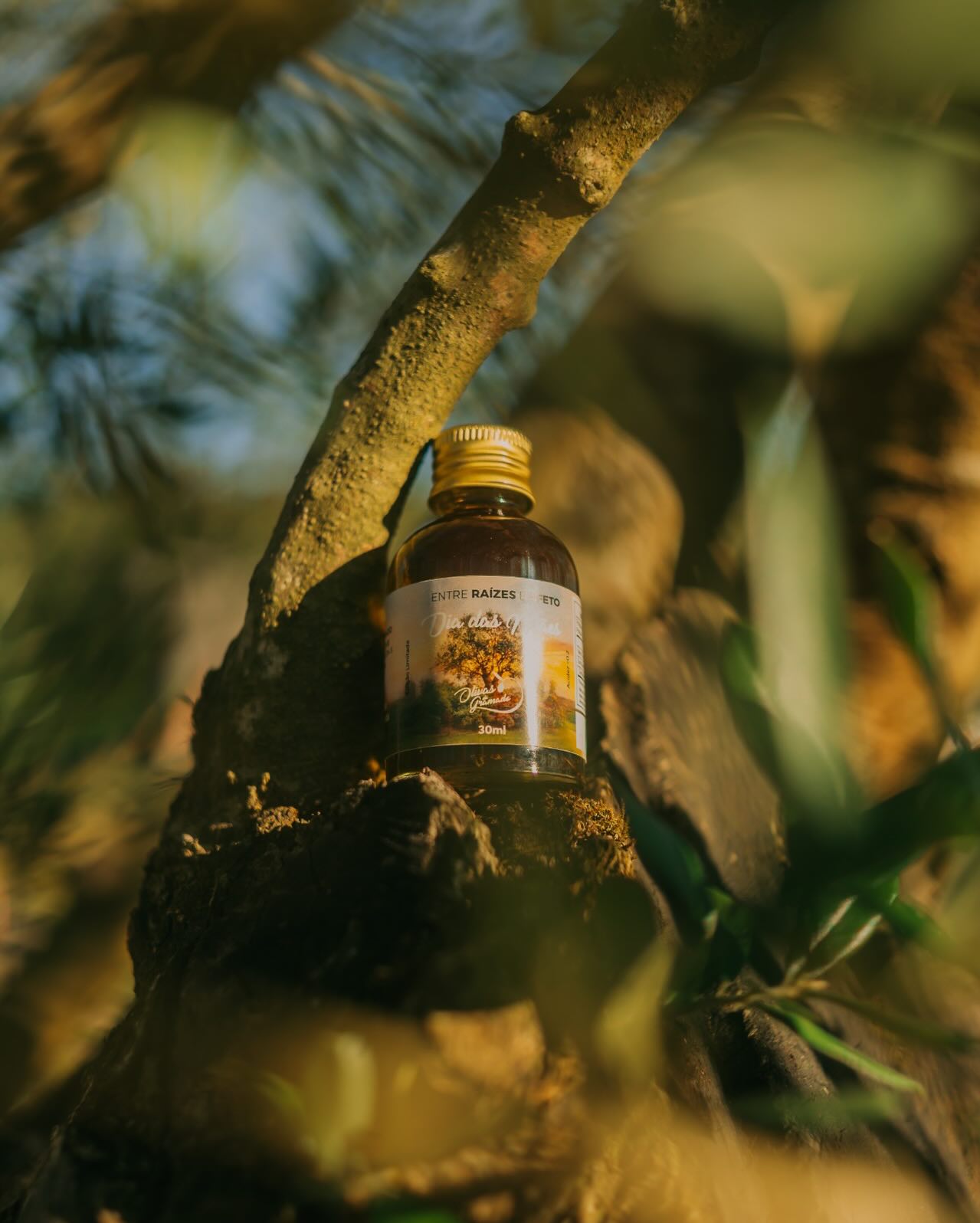 No dia 10/05, o Olivas transforma o cuidado em gesto.
As 200 primeiras mães que acessarem o parque serão recebidas com um presente especial: um azeite de oliva extra virgem 30ml, em edição comemorativa à data, um símbolo de reconhecimento traduzido em detalhe.
Mais do que um presente, uma forma de valorizar aquilo que realmente importa, com intenção e significado.
Programe sua chegada e esteja entre as primeiras.
Link na bio.
#EntreRaízesEAfeto #DiaDasMãesOlivas #PresenteComSignificado #OlivasDeGramado #RaízesQueConectam