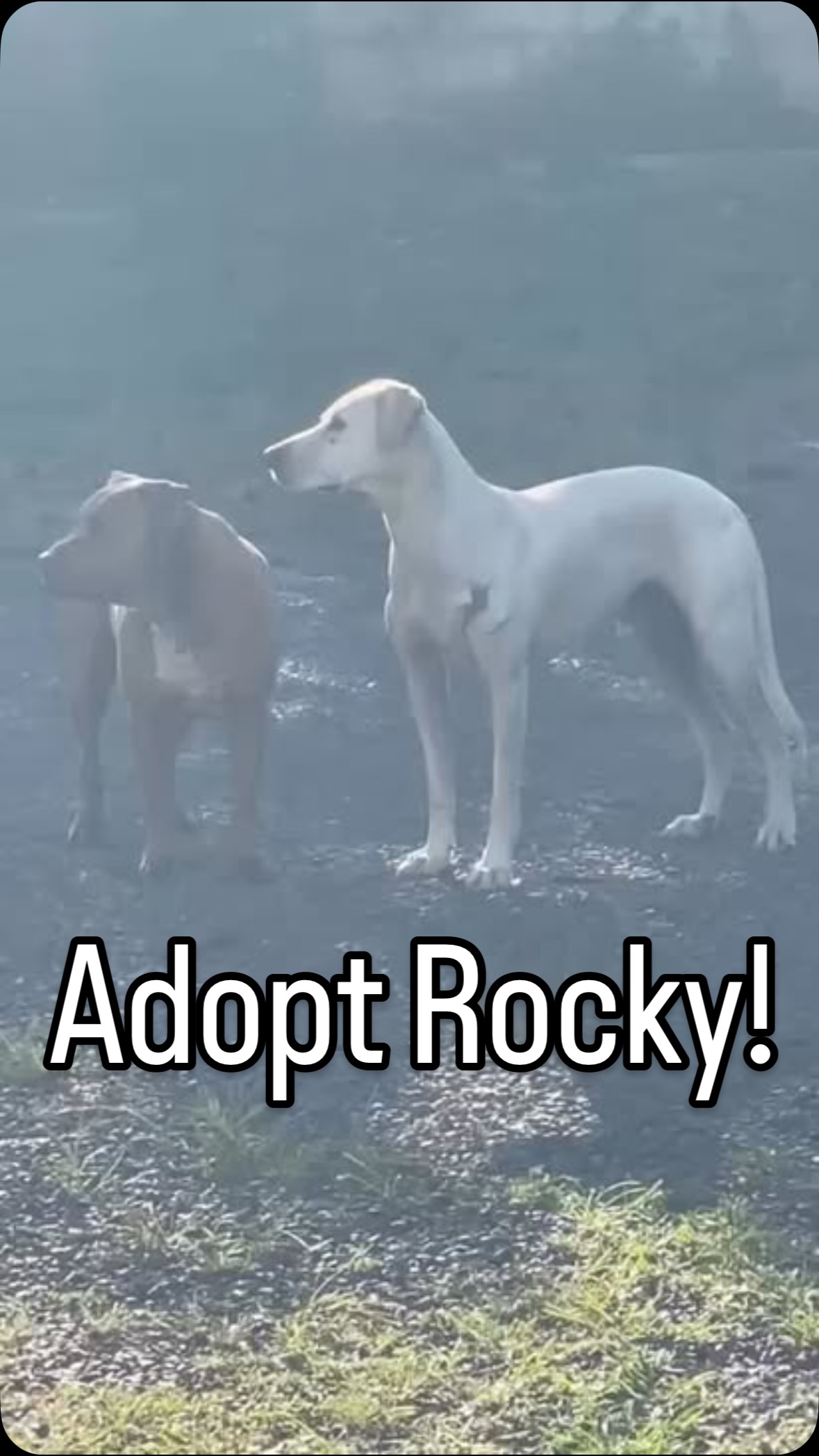 Good morning ☀️
Starting the day with Rocky and his buddy Moose (Moose is not available for adoption, but he’s been an amazing foster friend who’s helped Rocky come out of his shell and feel safe 🐾).
Rocky is a ~70lb Pharaoh Hound mix who’s learning what it means to just be a dog. He loves other dogs and would do best in a home with a furry companion to help him continue building confidence. Watching him discover toys has been the sweetest thing—he’s playful, curious, and truly a gentle giant.
He’s ready for a patient, loving home to help him keep blossoming 🌱
Apply to adopt Rocky: www.furangelfoundation.org/adopt