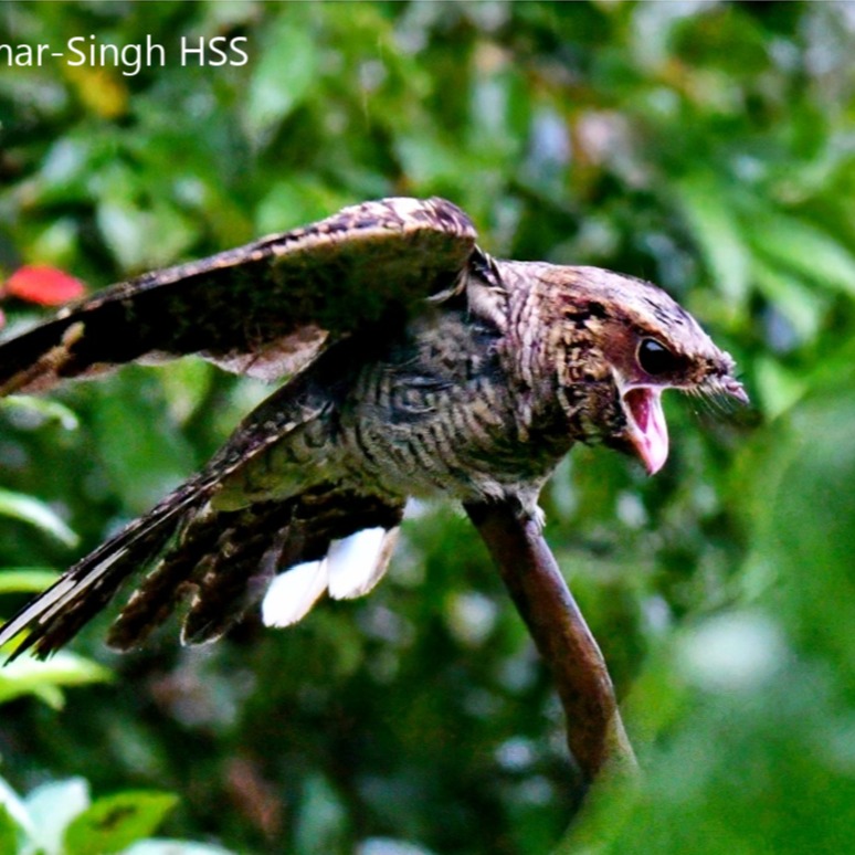 WINTER AND SPRING IN NIGHTJAR RESEARCH 1/4
It’s about time to look at new studies published on our beloved bird family! In the context of increasingly nuanced research, we often diminish the importance of simple natural history observations - especially in poorly known species, which is still the case for many caprimulgids.
This observational account from Malaysia documents nearly three years of Large-tailed Nightjar (Caprimulgus macrurus) roosting behaviour in the authors’ garden. It covers perch use, preening, antiparasitic and thermoregulatory behaviour, foraging at the roost (see pic), behaviour during rain, the use of the peculiar pectinate claw, and interactions with other animals, including humans.
You can access it here: https://malaysianbird.report/wp-content/uploads/5-Large-tailed-Nightjar-MBR-Dec-2025.pdf